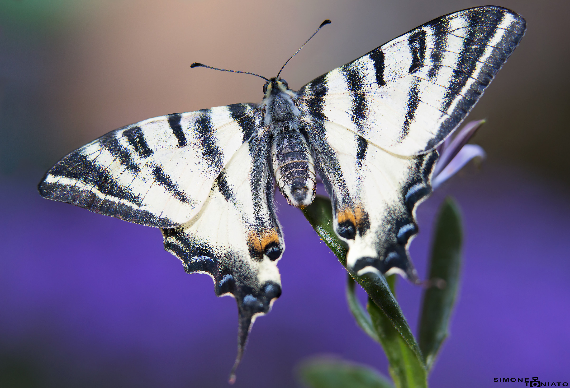 Podalirius, Scarce Swallowtail