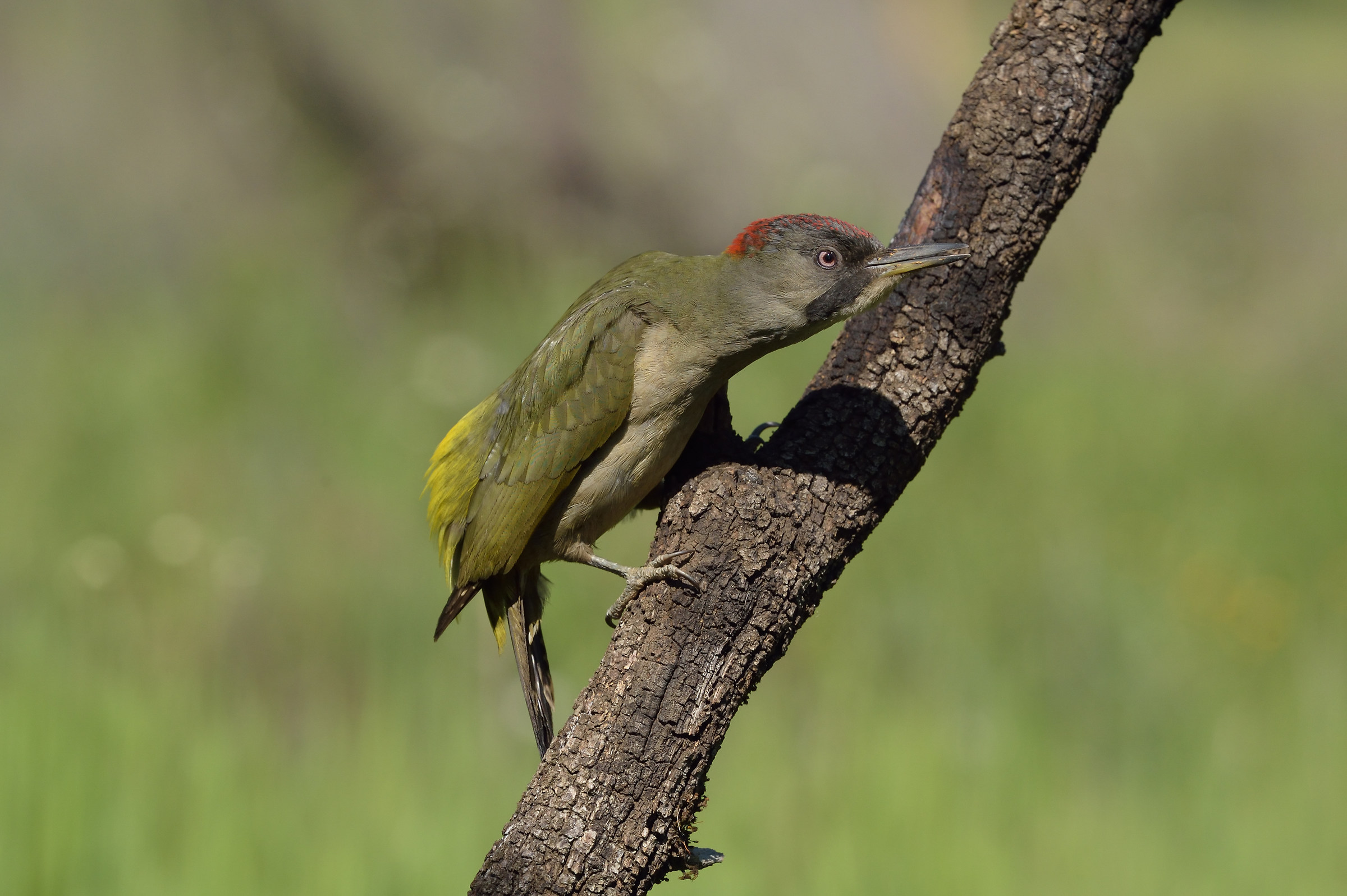 Picchio verde femmina