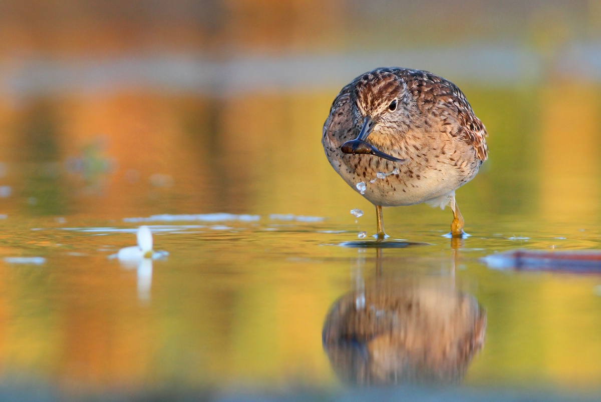 Wood Sandpiper