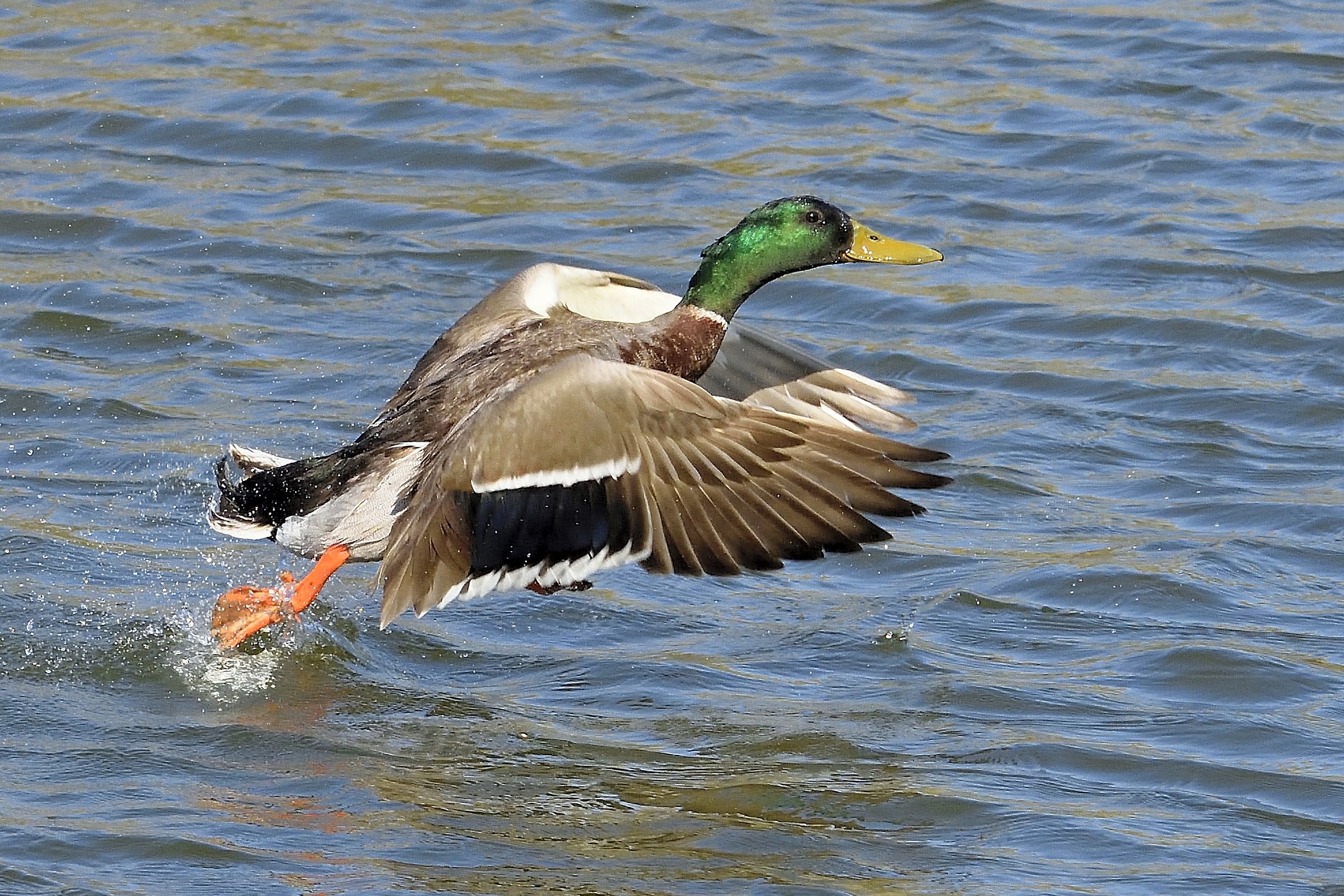 Duck in the water take exit