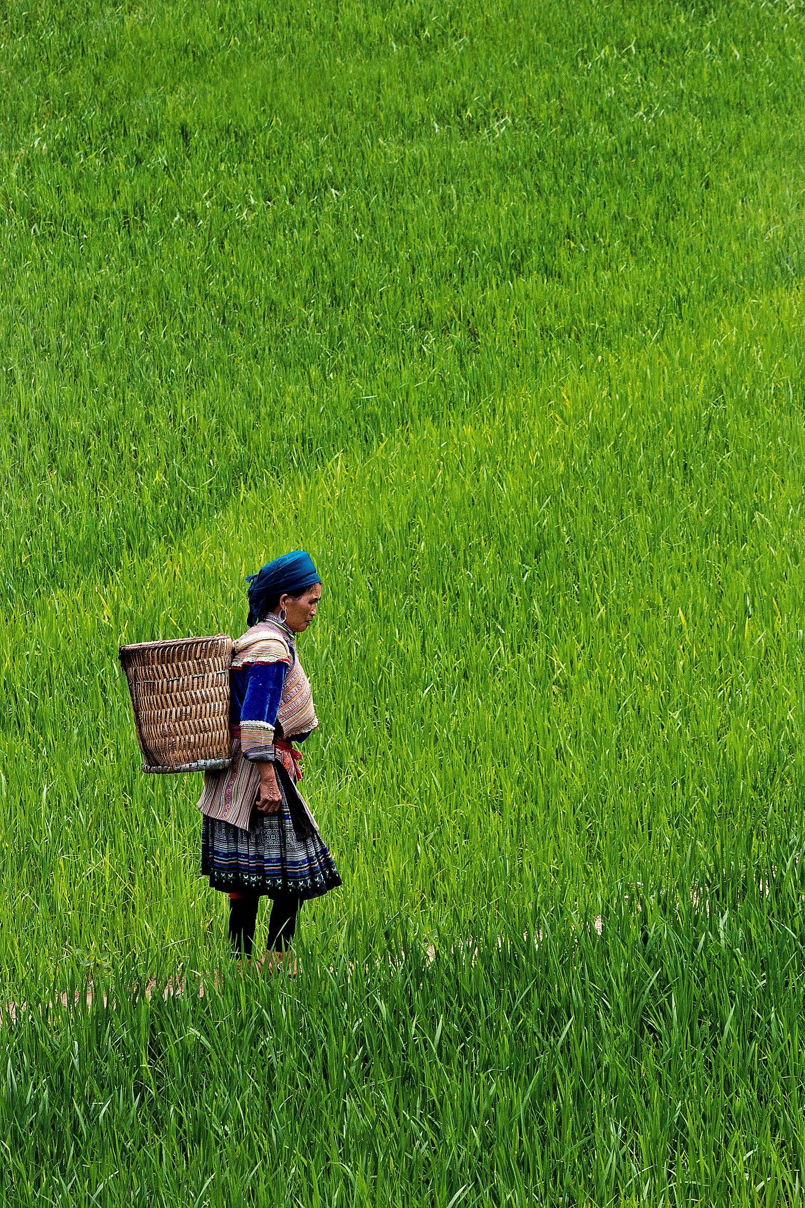 rice with woman, vietnam north.
