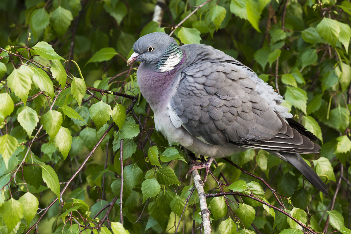 Pigeon (Columba palumbus) ...