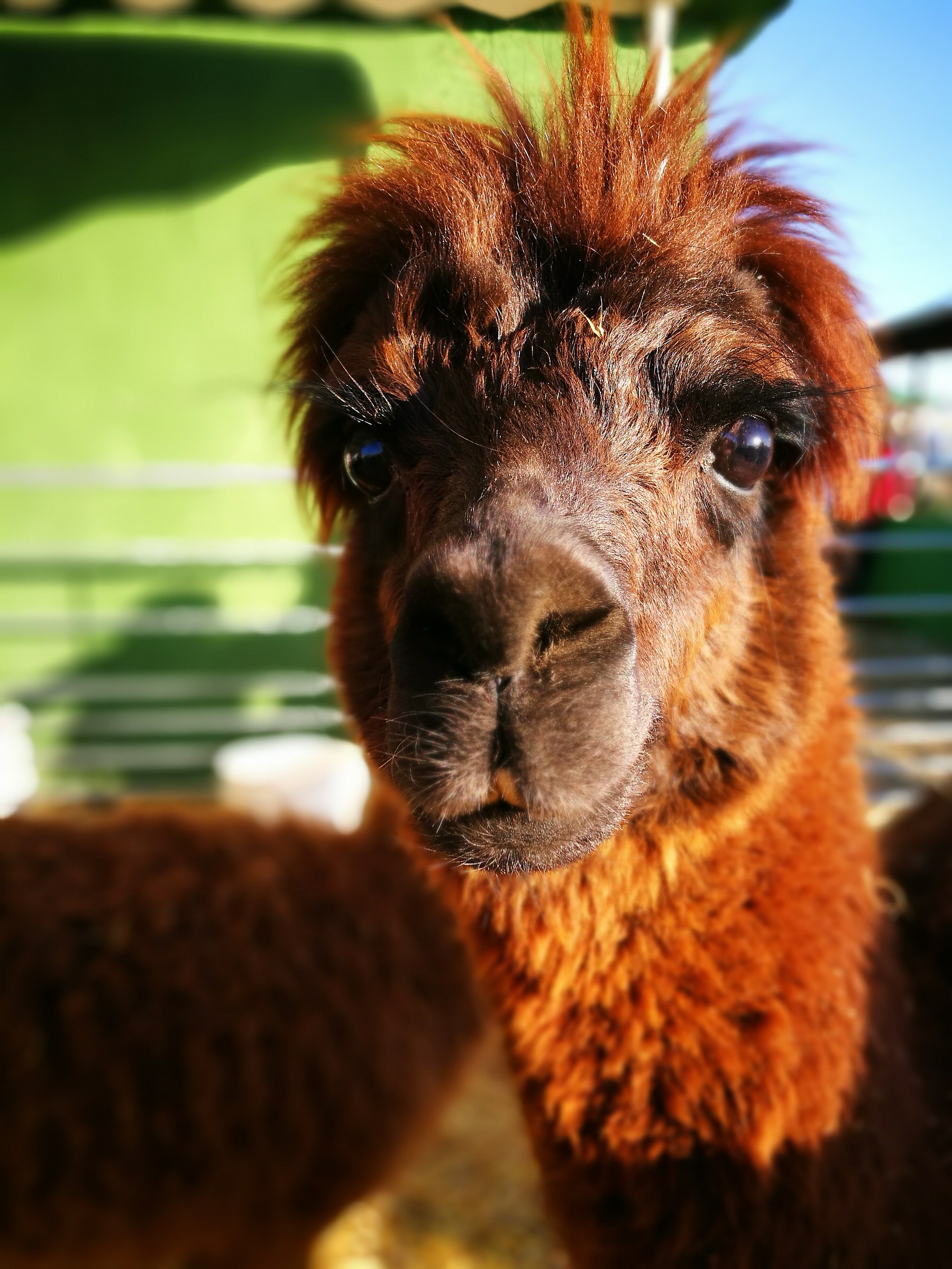 Alpaca