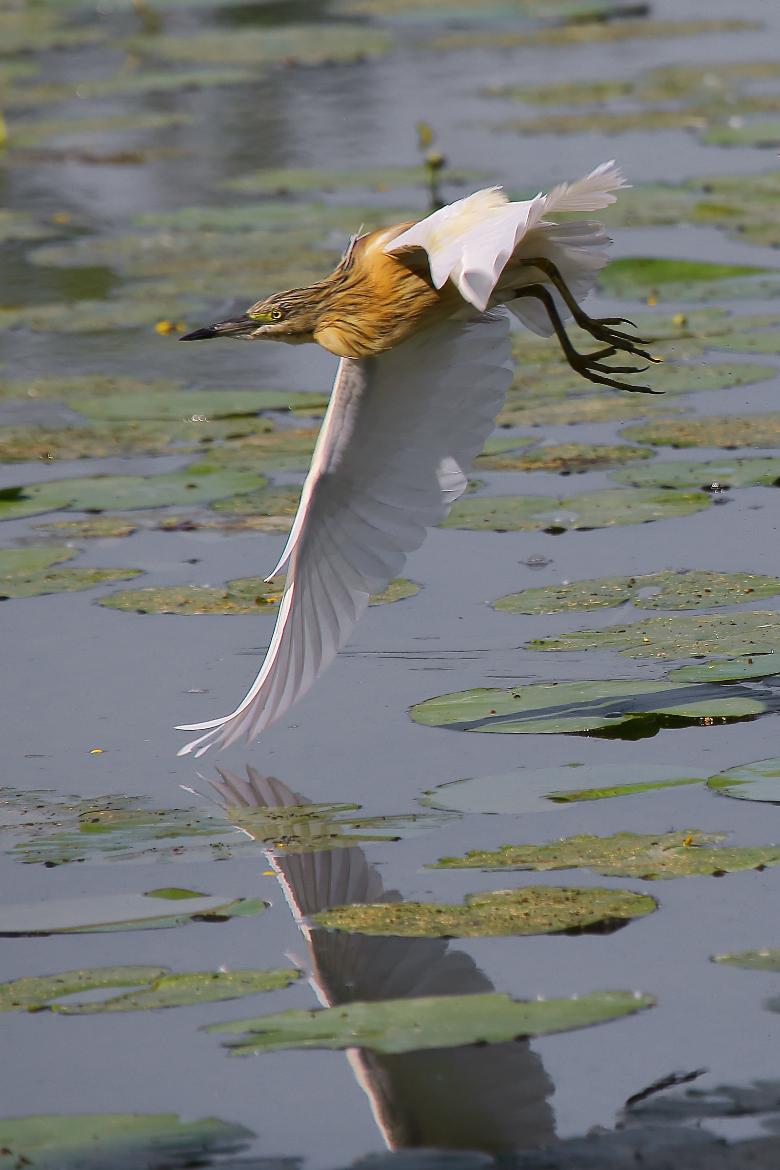 It will be cold water?