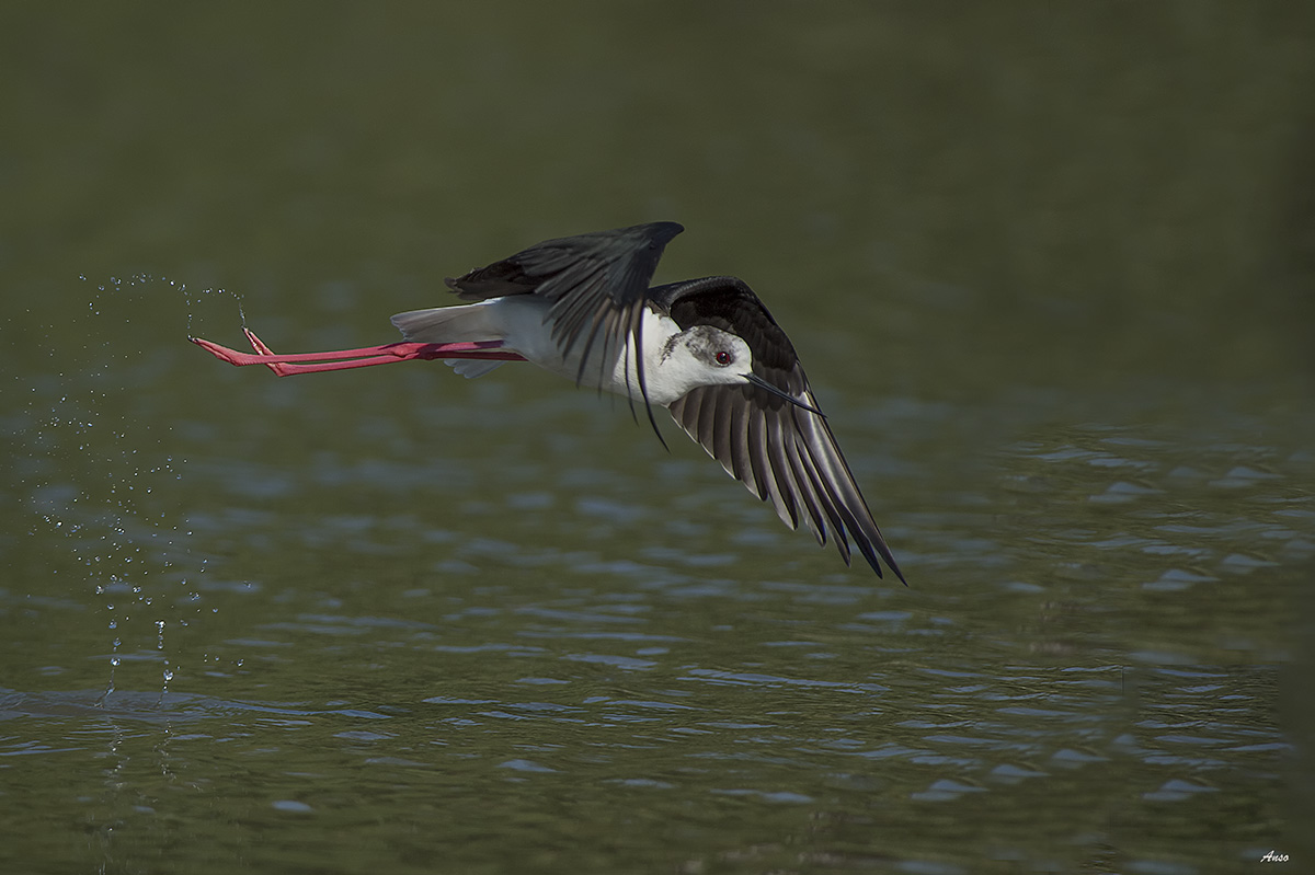 cavaliere d'Italia in volo