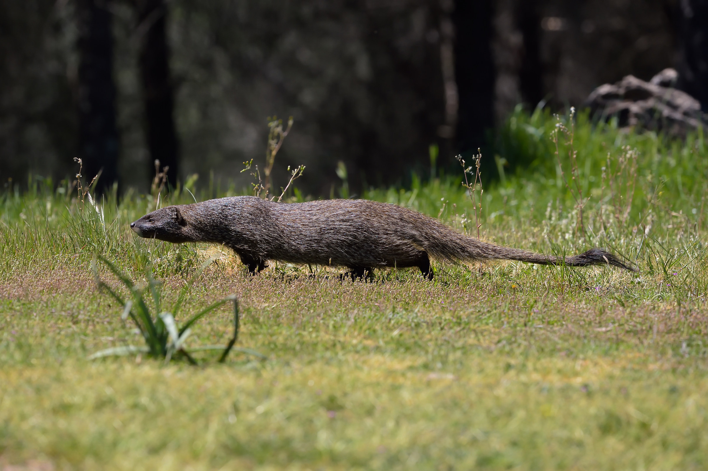Mongoose