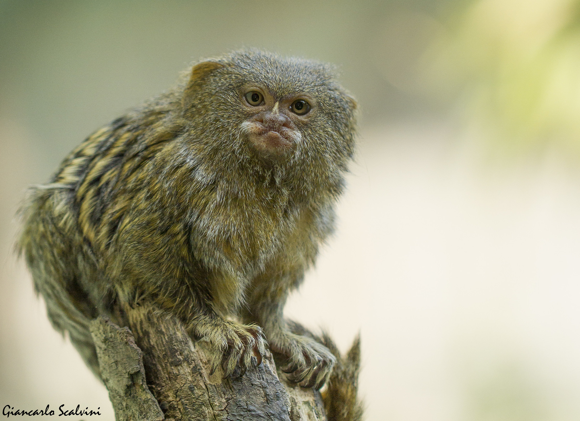 The more 'little monkey in the world 2