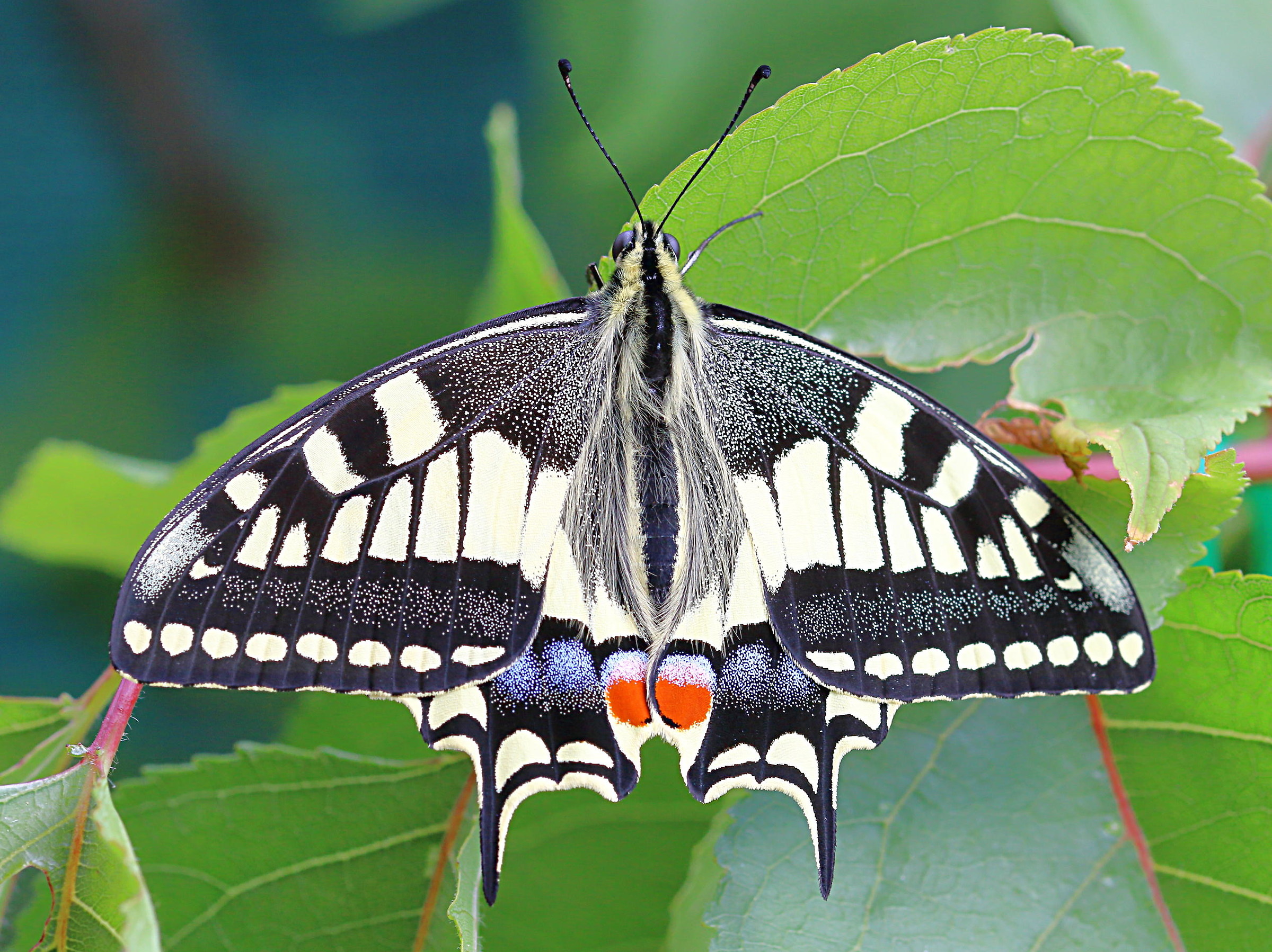 Machaon newborn
