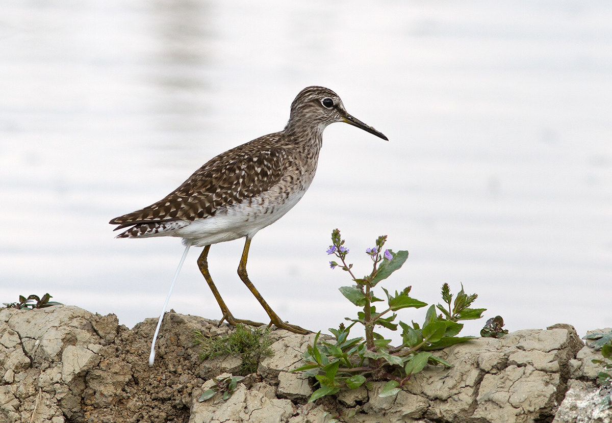 Wood Sandpiper caught in the act.