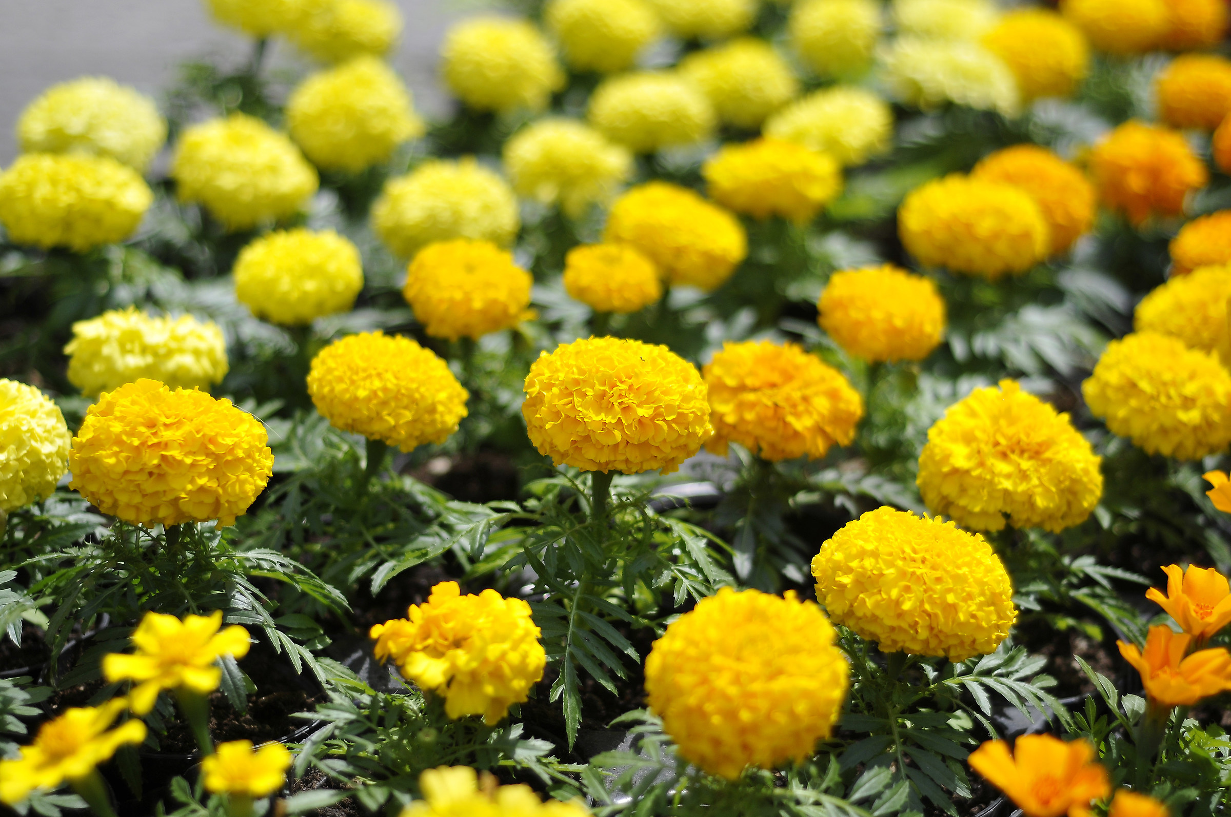 The important thing is to stand out.