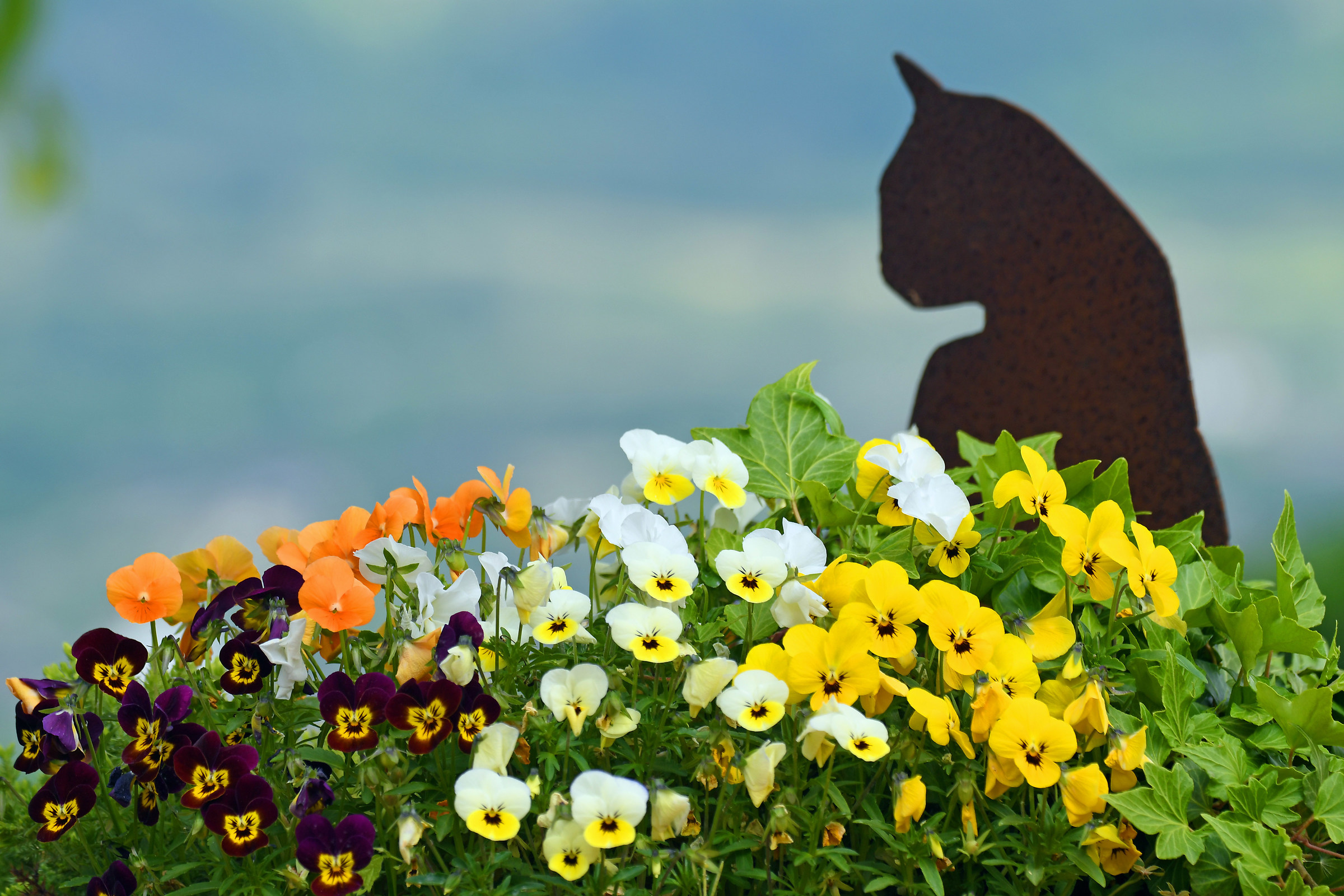 Flowers on the hills