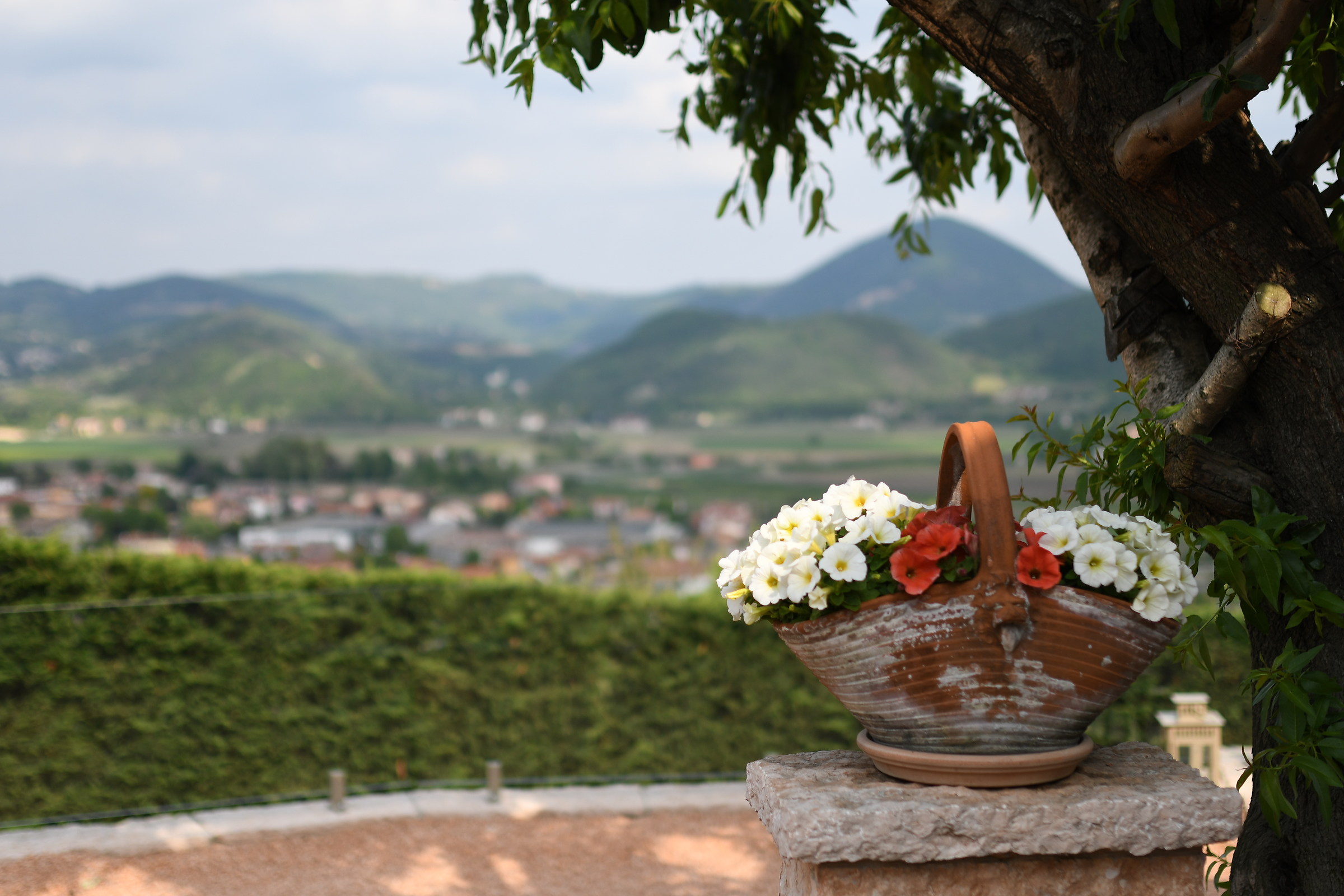 Flowers on the hills 2