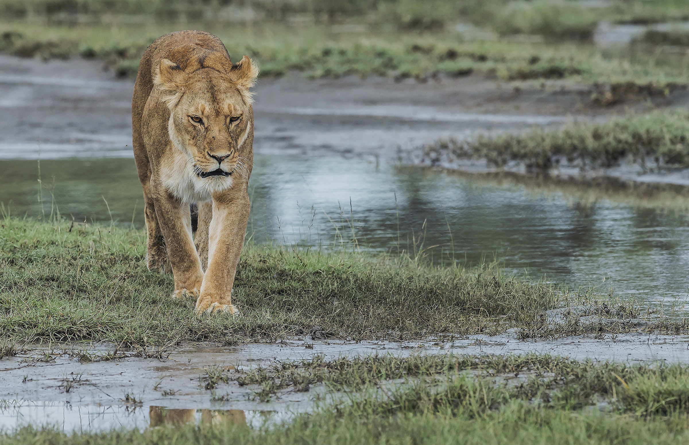 Tanzania 2017 - Nella palude