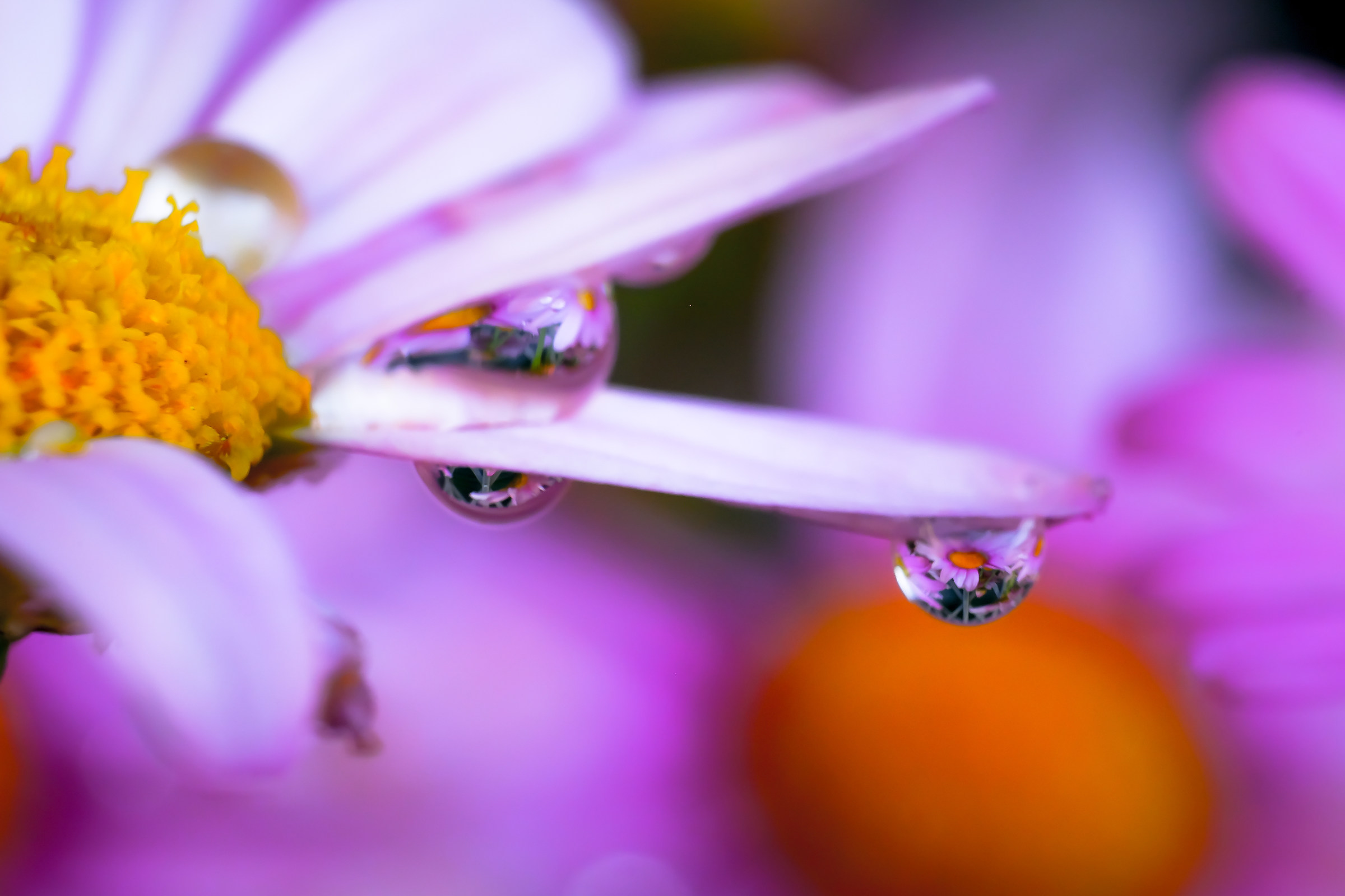 Bubbleflower