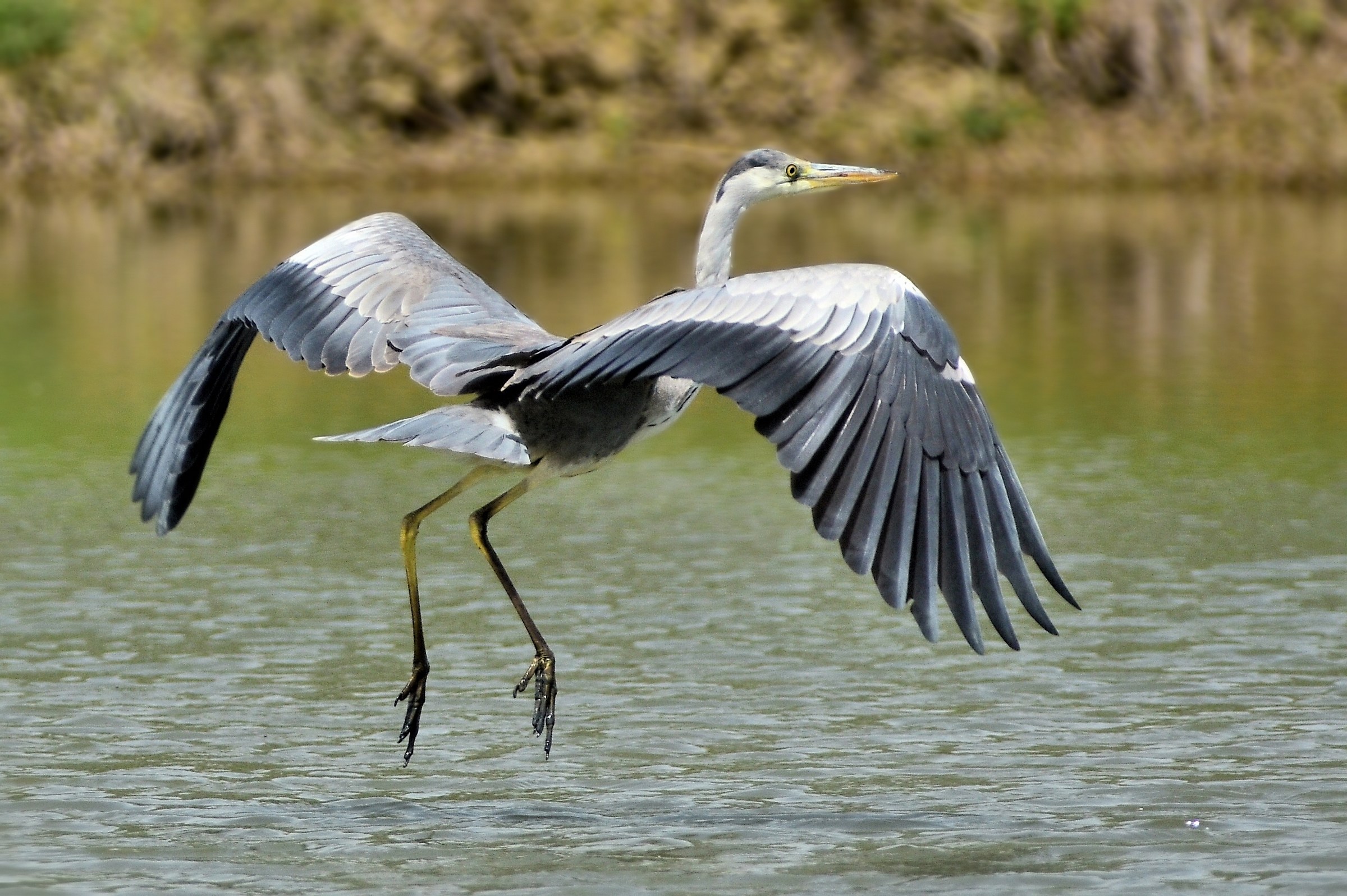 Airone cenerino (Ardea cinerea)