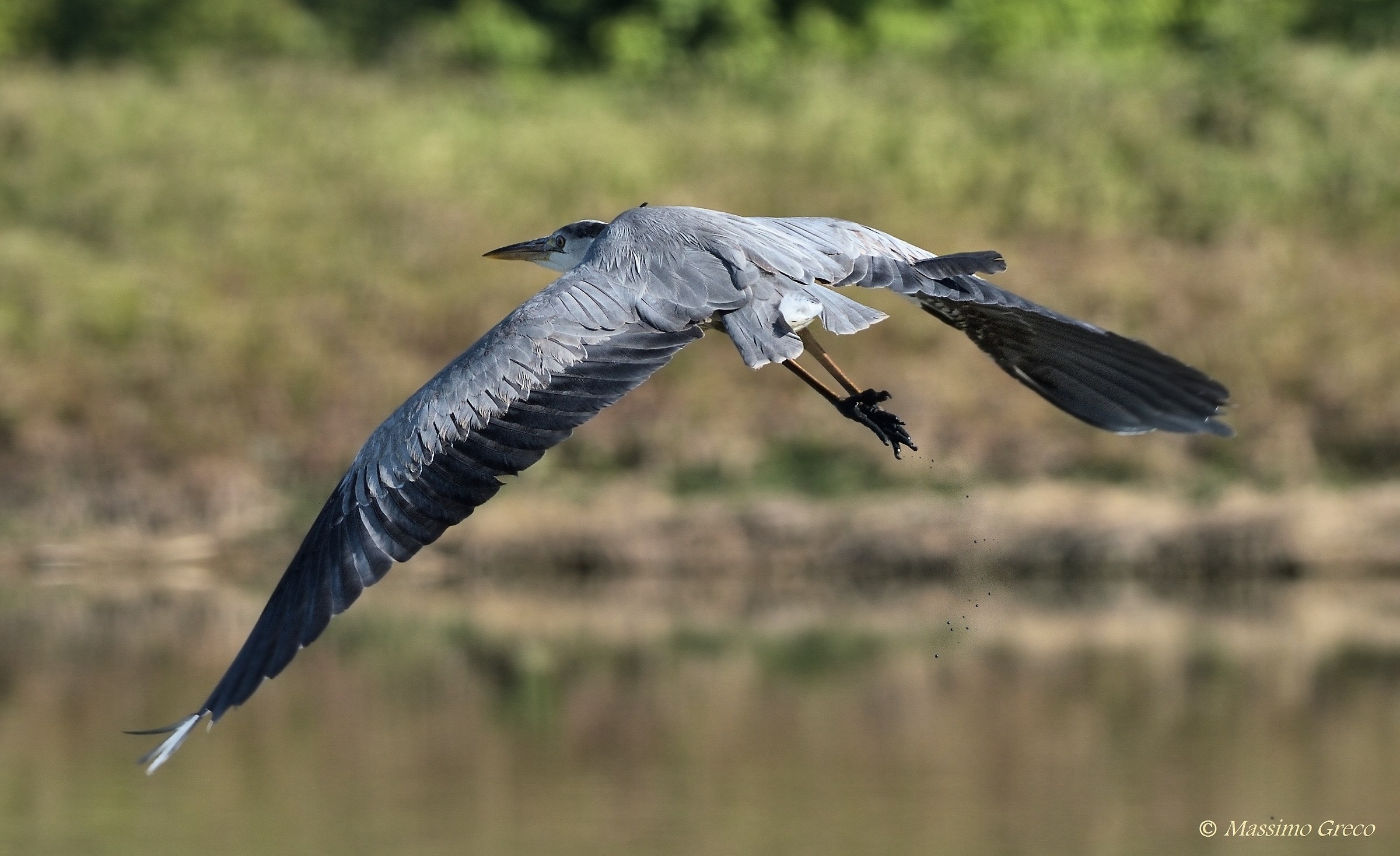 Airone cenerino (Ardea cinerea)