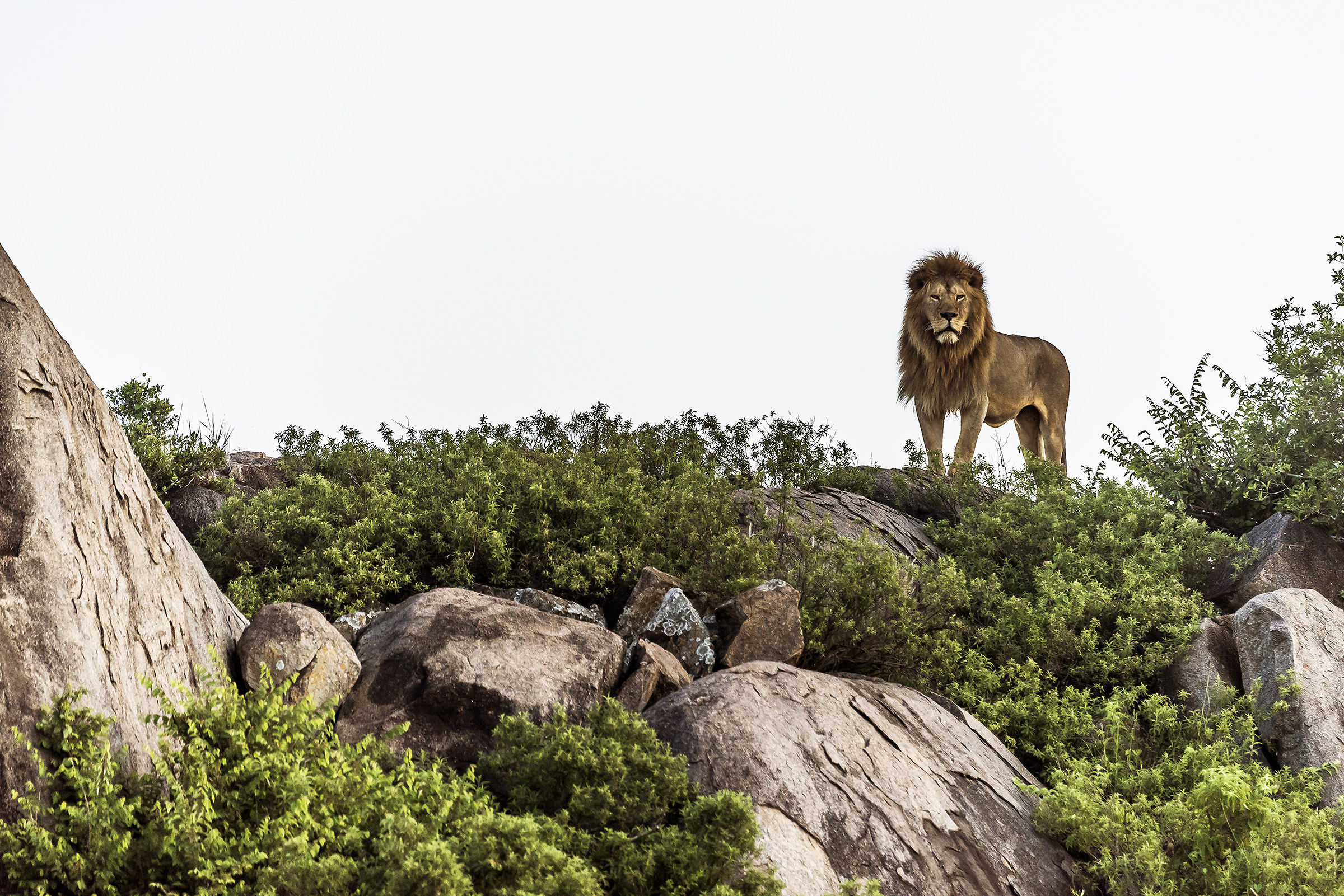 Tanzania 2017 - Kopje