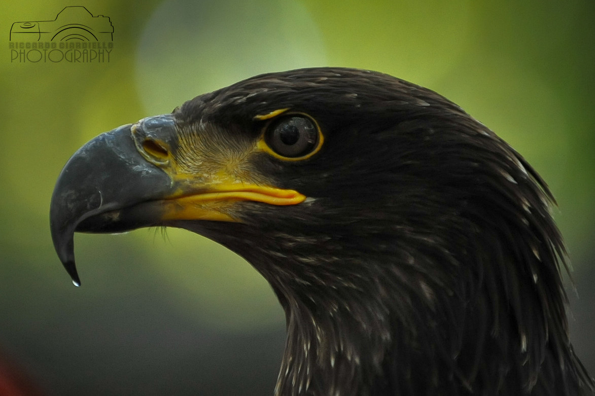 Bald Eagle (giovane)