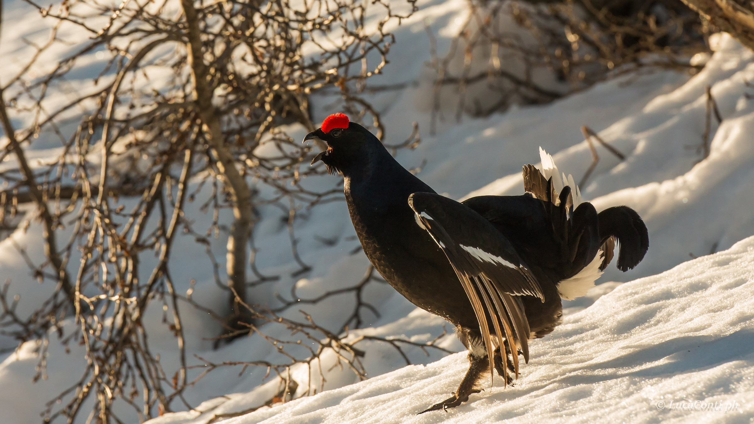 Gallo Forcello male in singing (tetrao tetrix)
