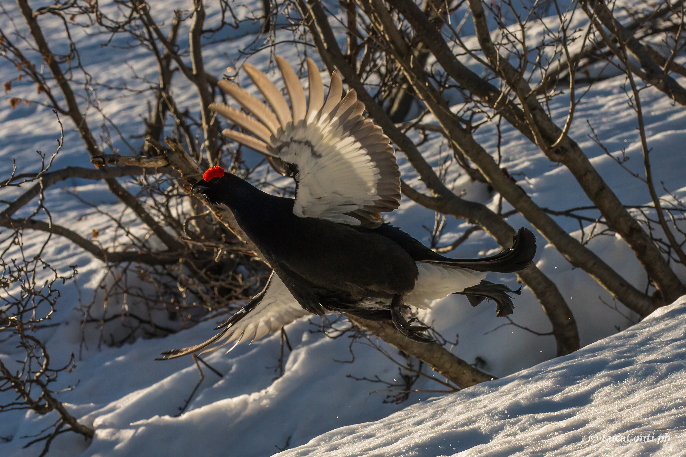 Gallo Forcello Male in Flight (Tetrao Tetrix)