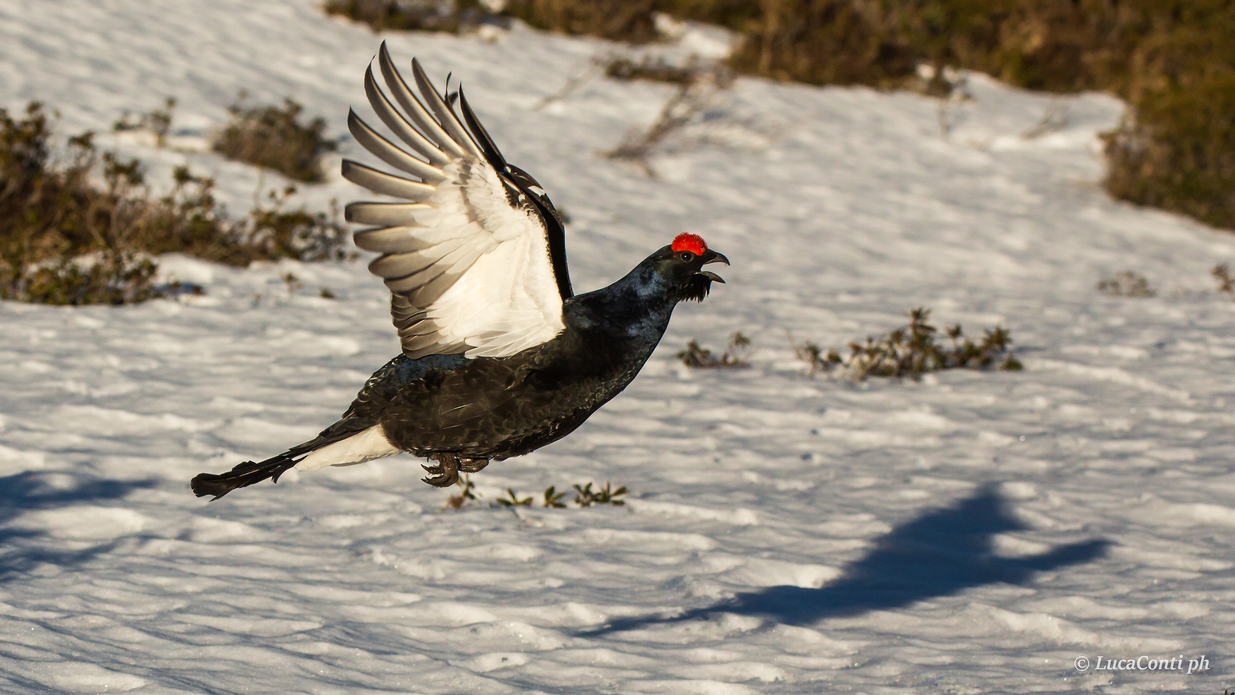 Gallo Forcello Male in Flight (Tetrao Tetrix)