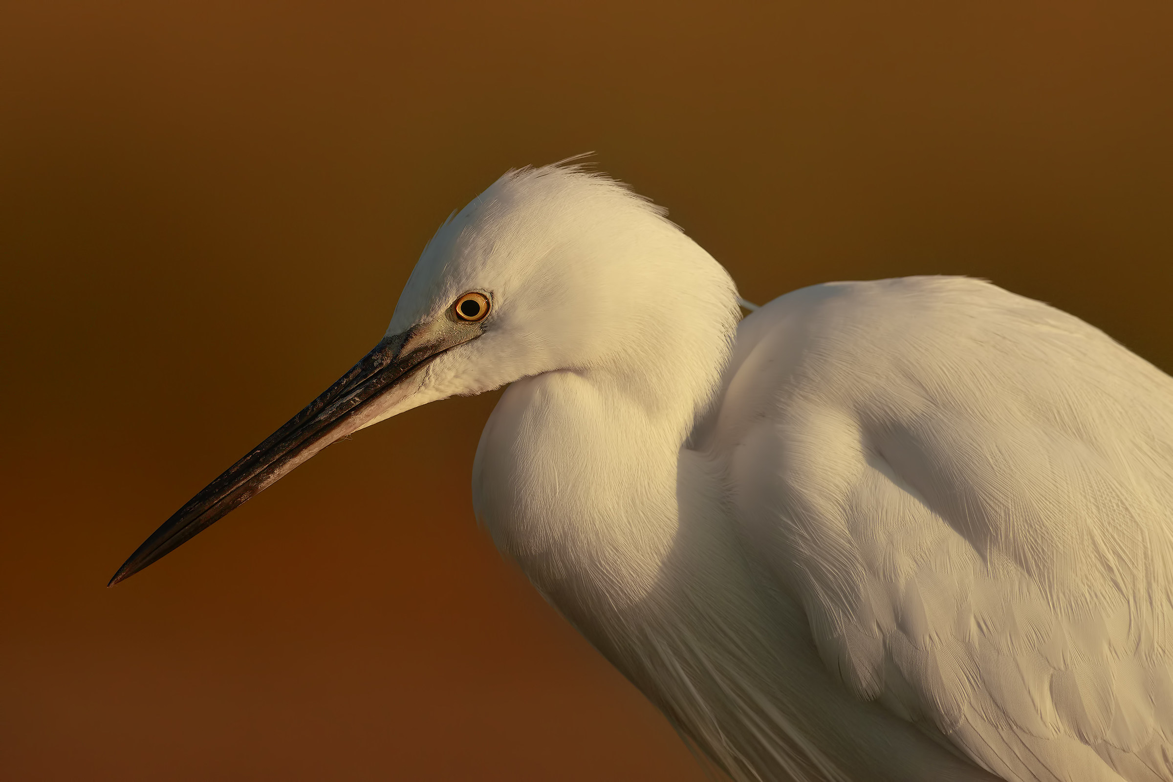 Portrait ... Egret