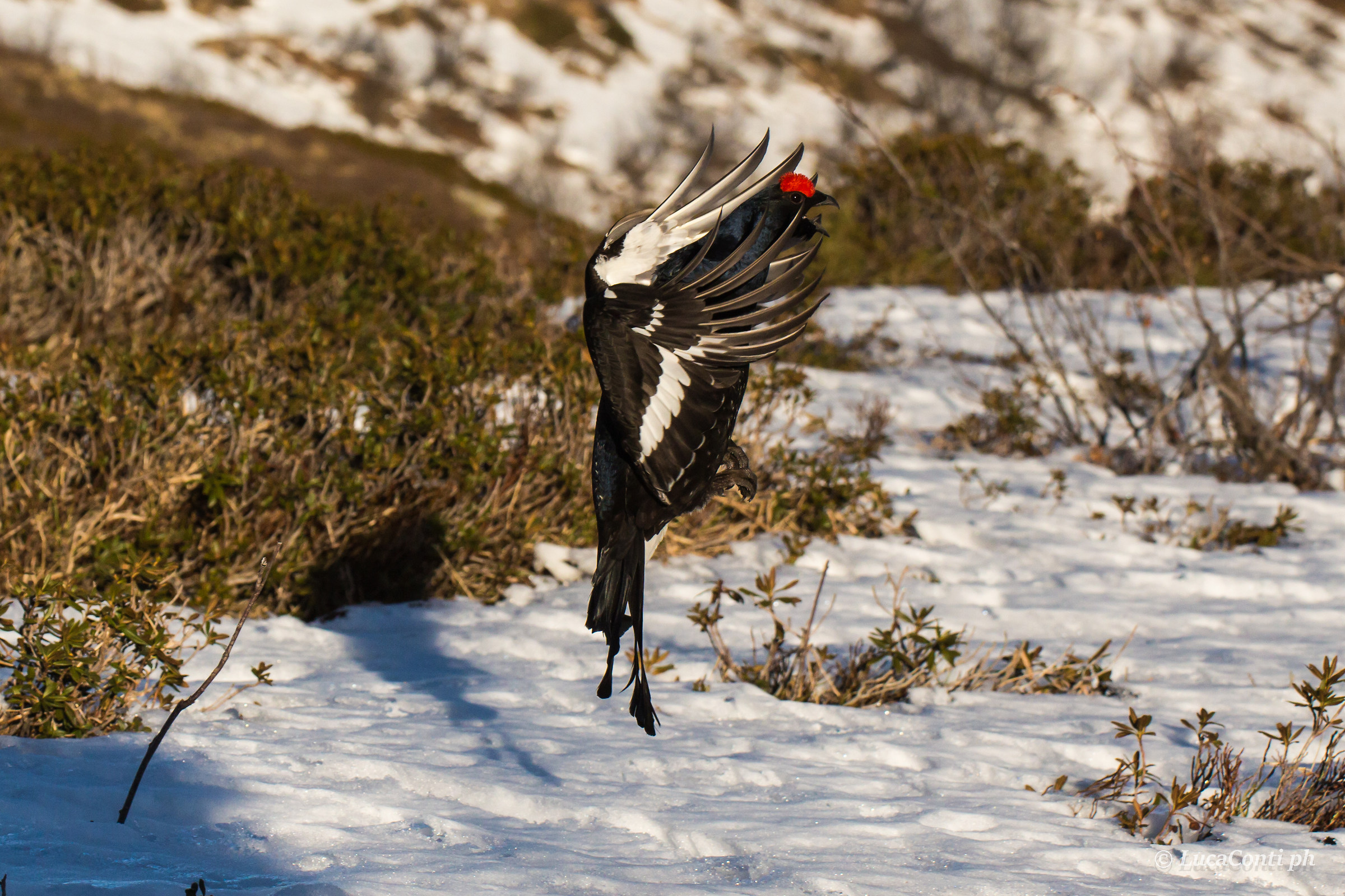 Gallo Forcello Male in Flight (Tetrao Tetrix)