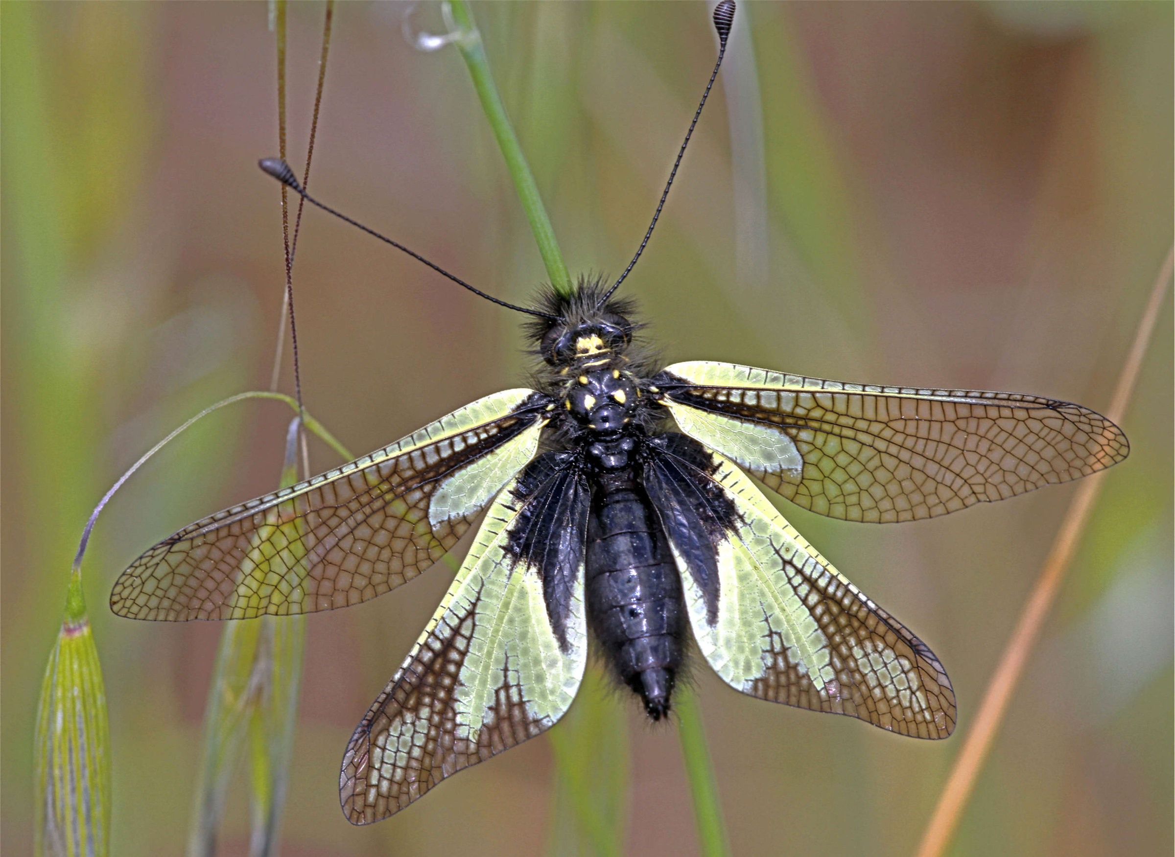 Il Predatore dei prati