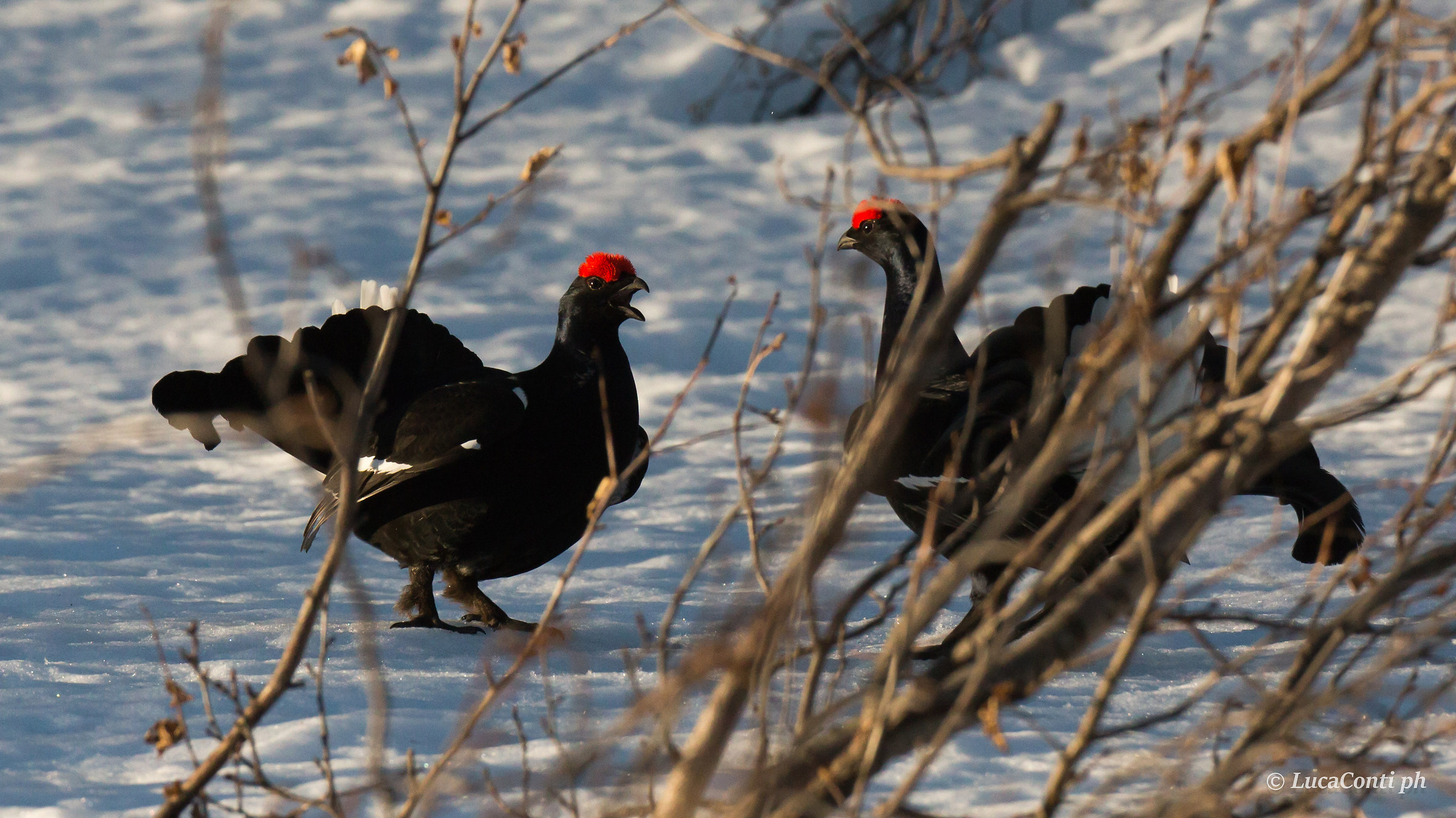 Males Gallo Forcello (tetrao tetrix)