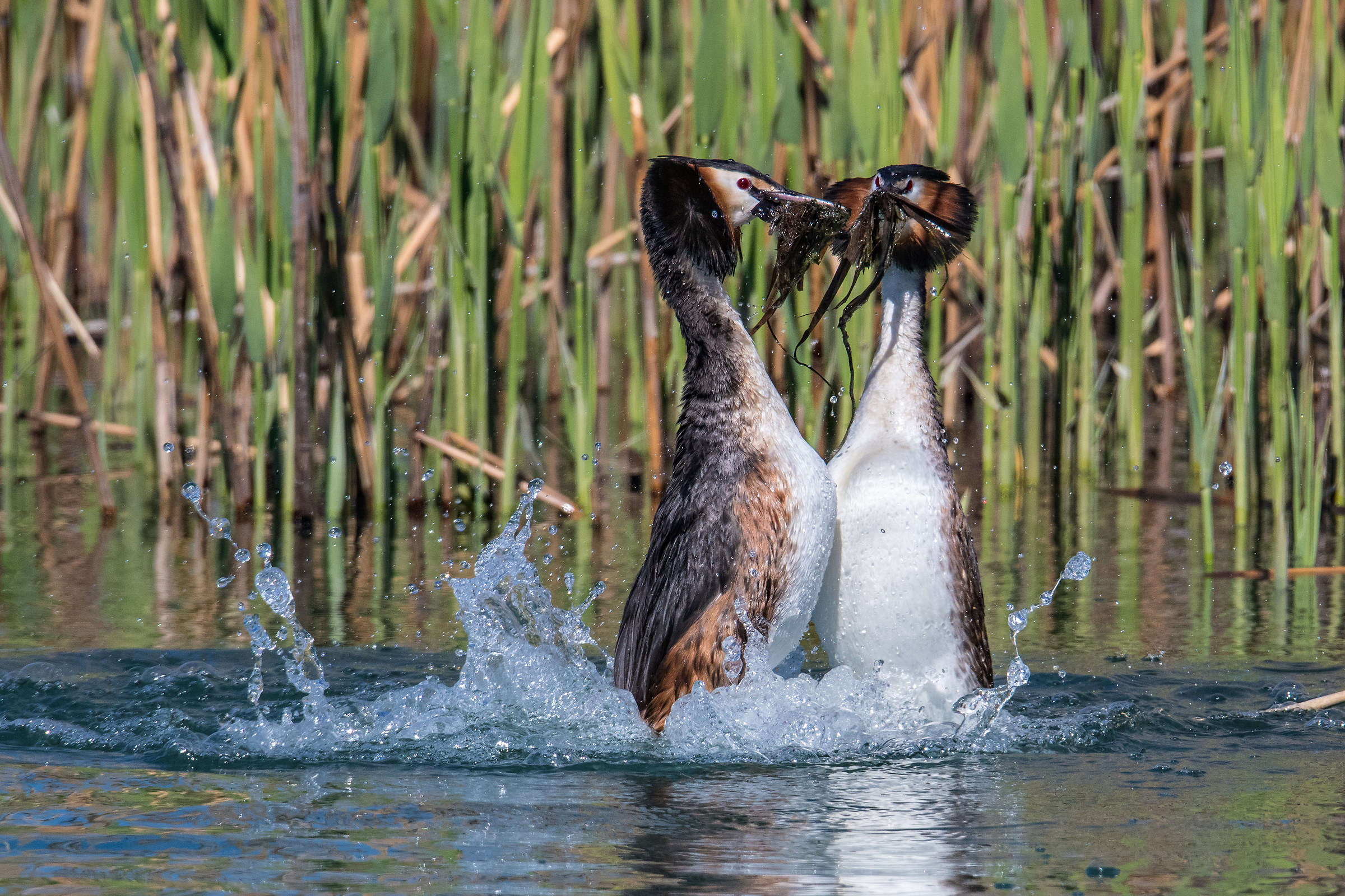 Svassi in corteggiamento 1