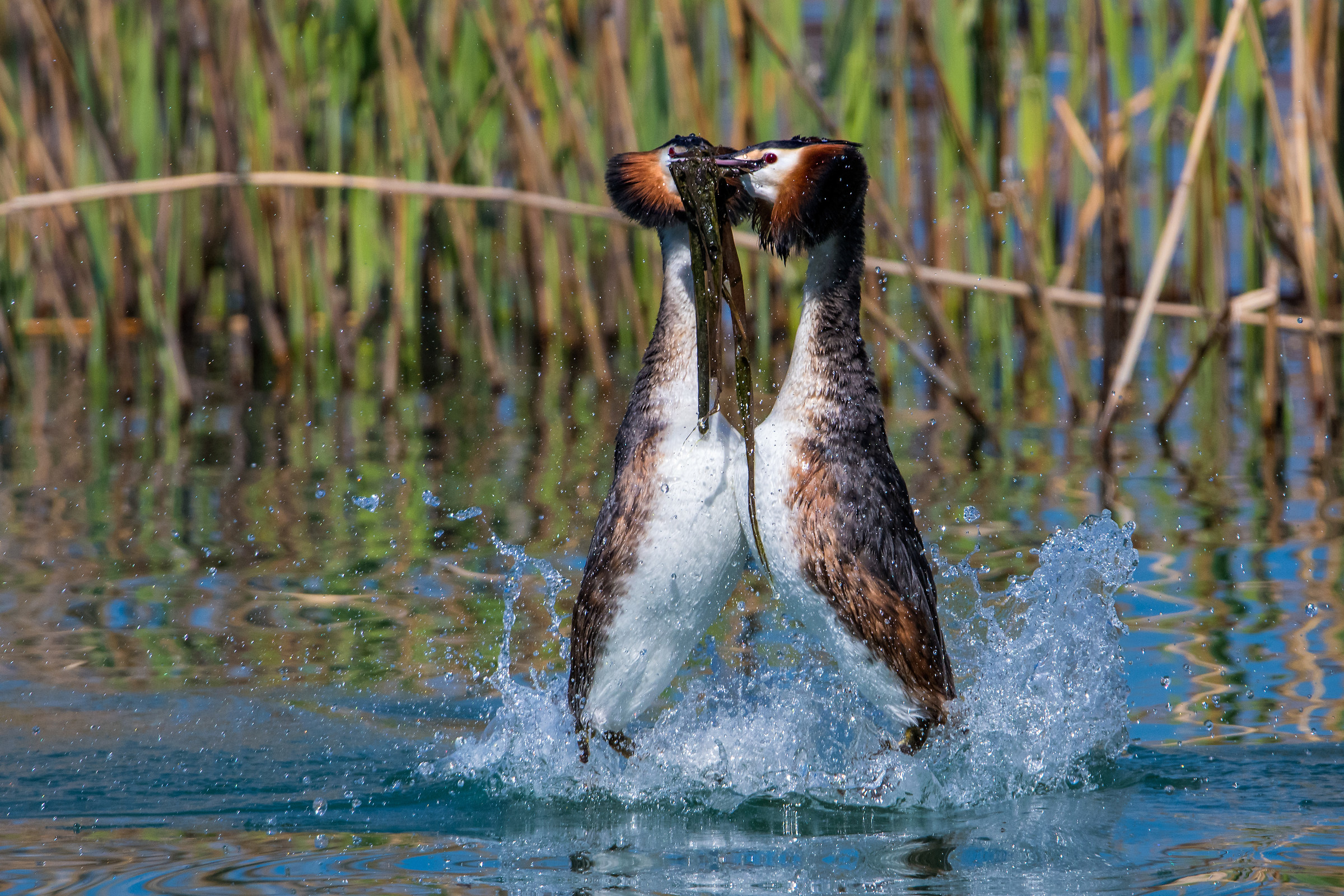 Svassi in corteggiamento 2