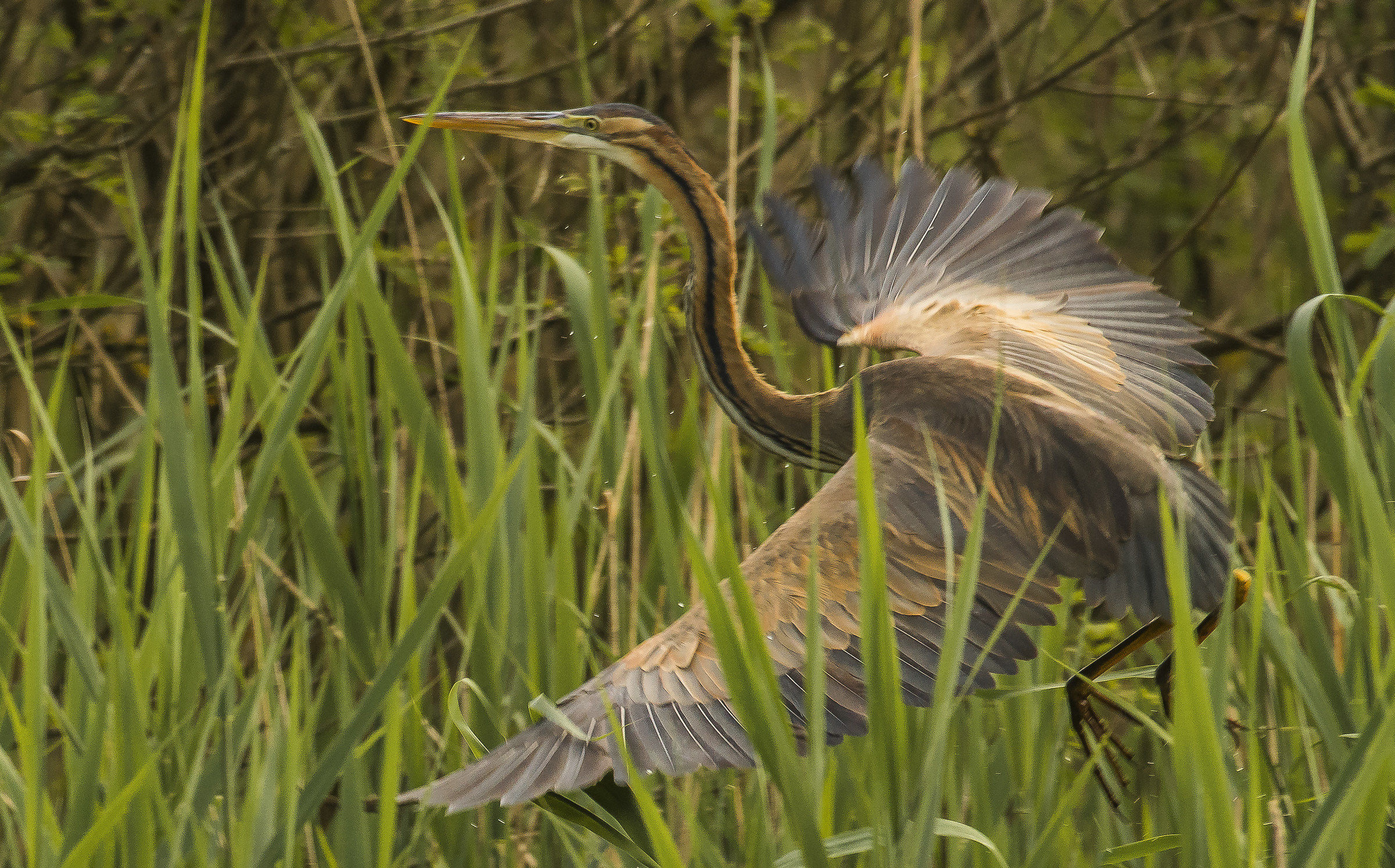 Purple Heron