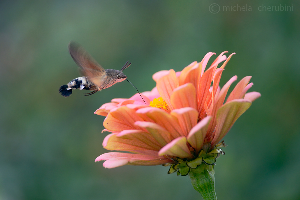 Macroglossum stellatarum