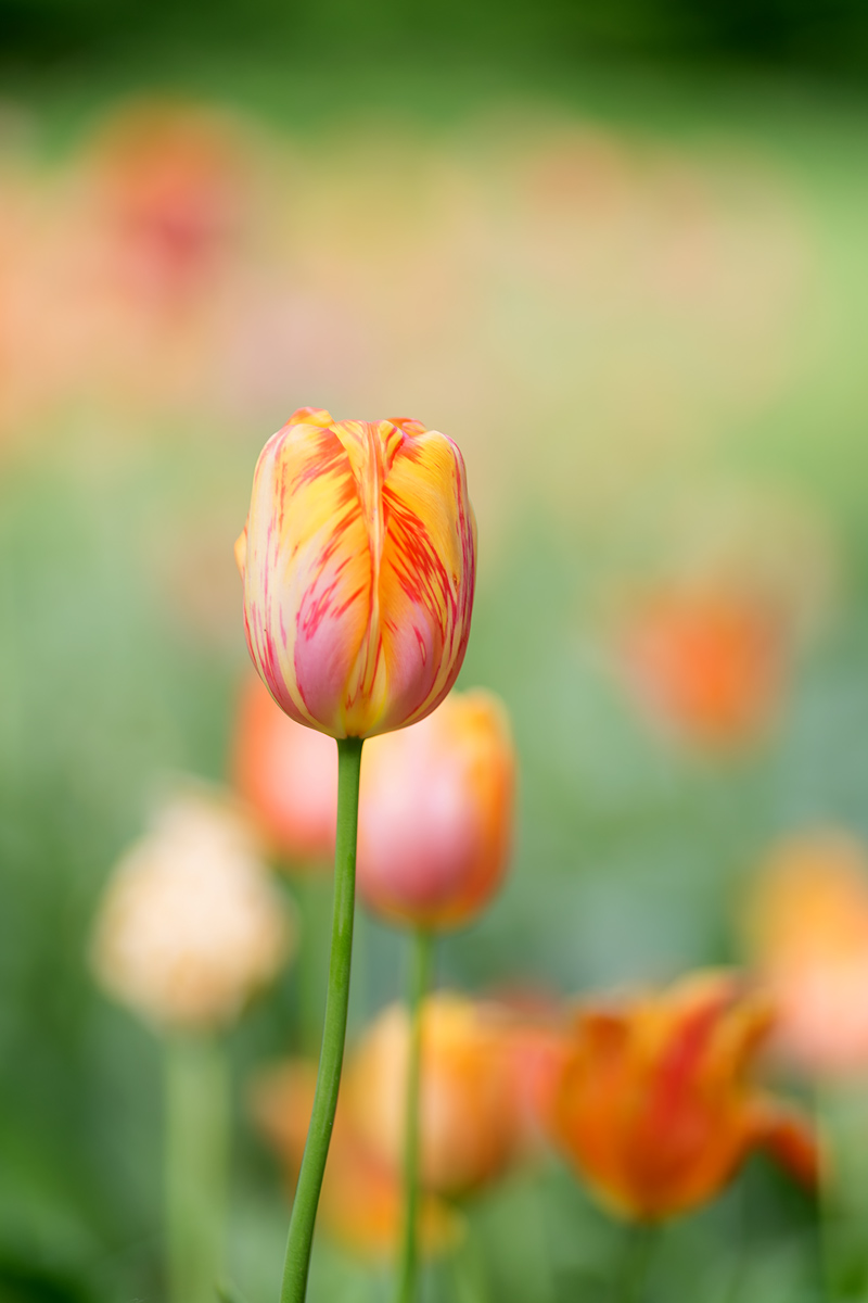 Messer Tulipano 2017