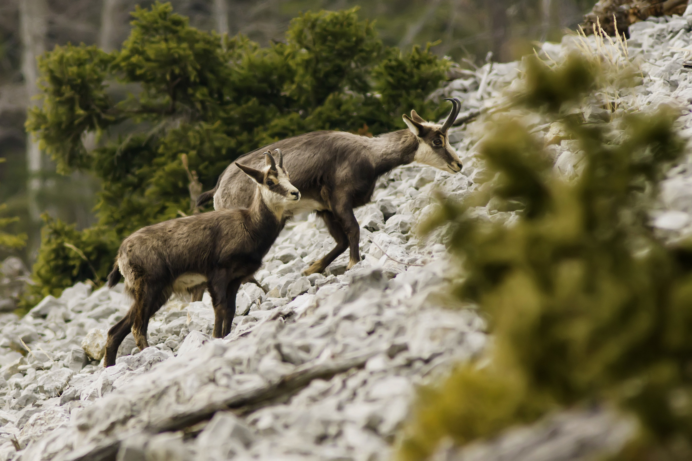 Mother and little chamois