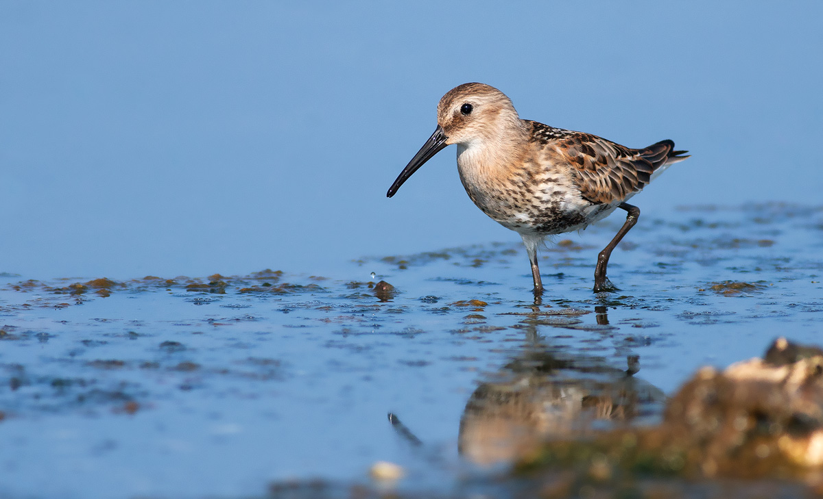 Piovanello pancianera