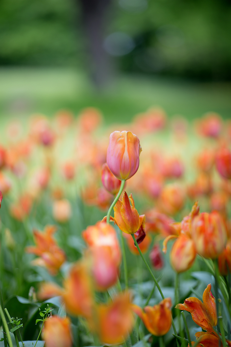 Loneliness - Solitudine