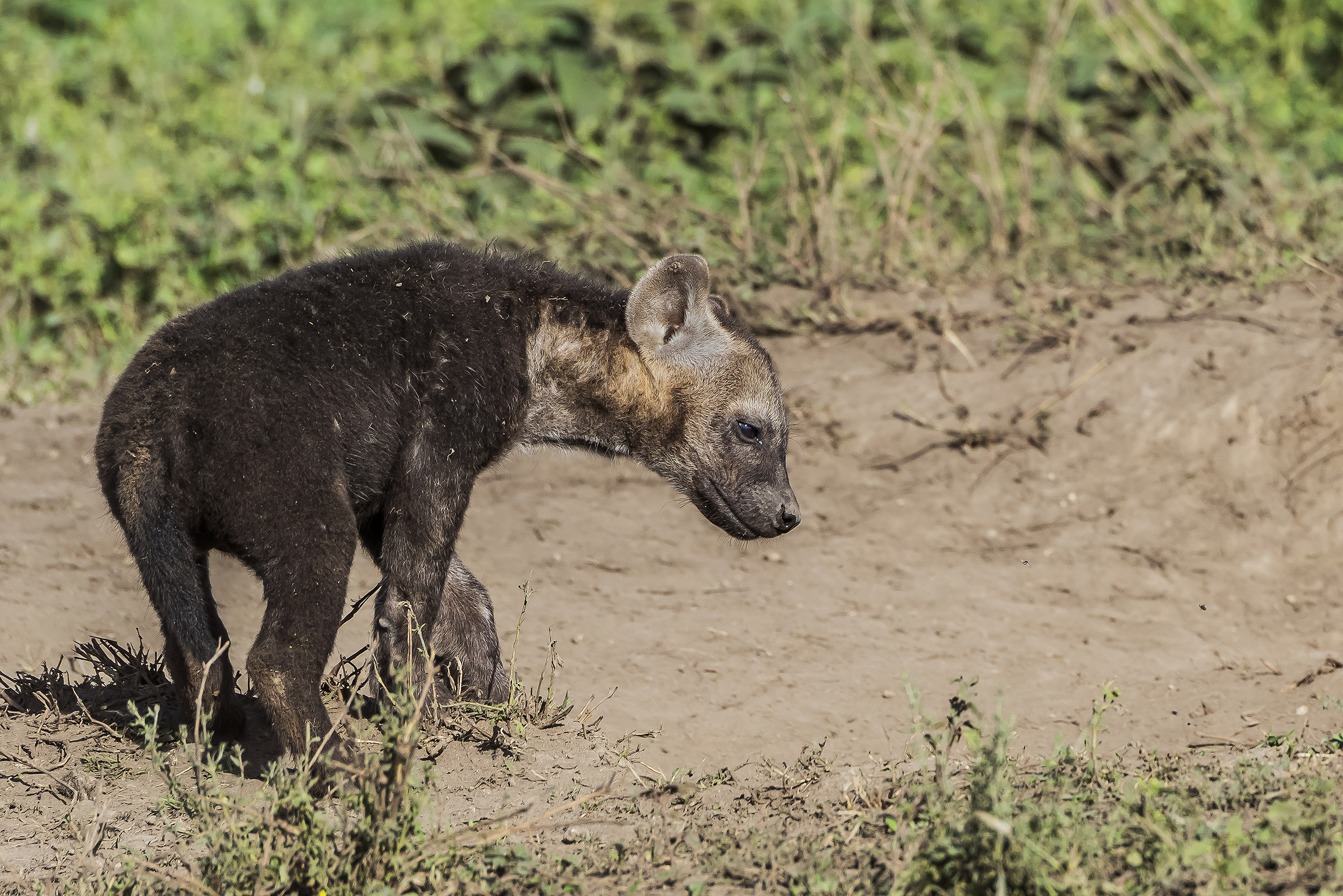 Tanzania 2017 -  Cucciolo