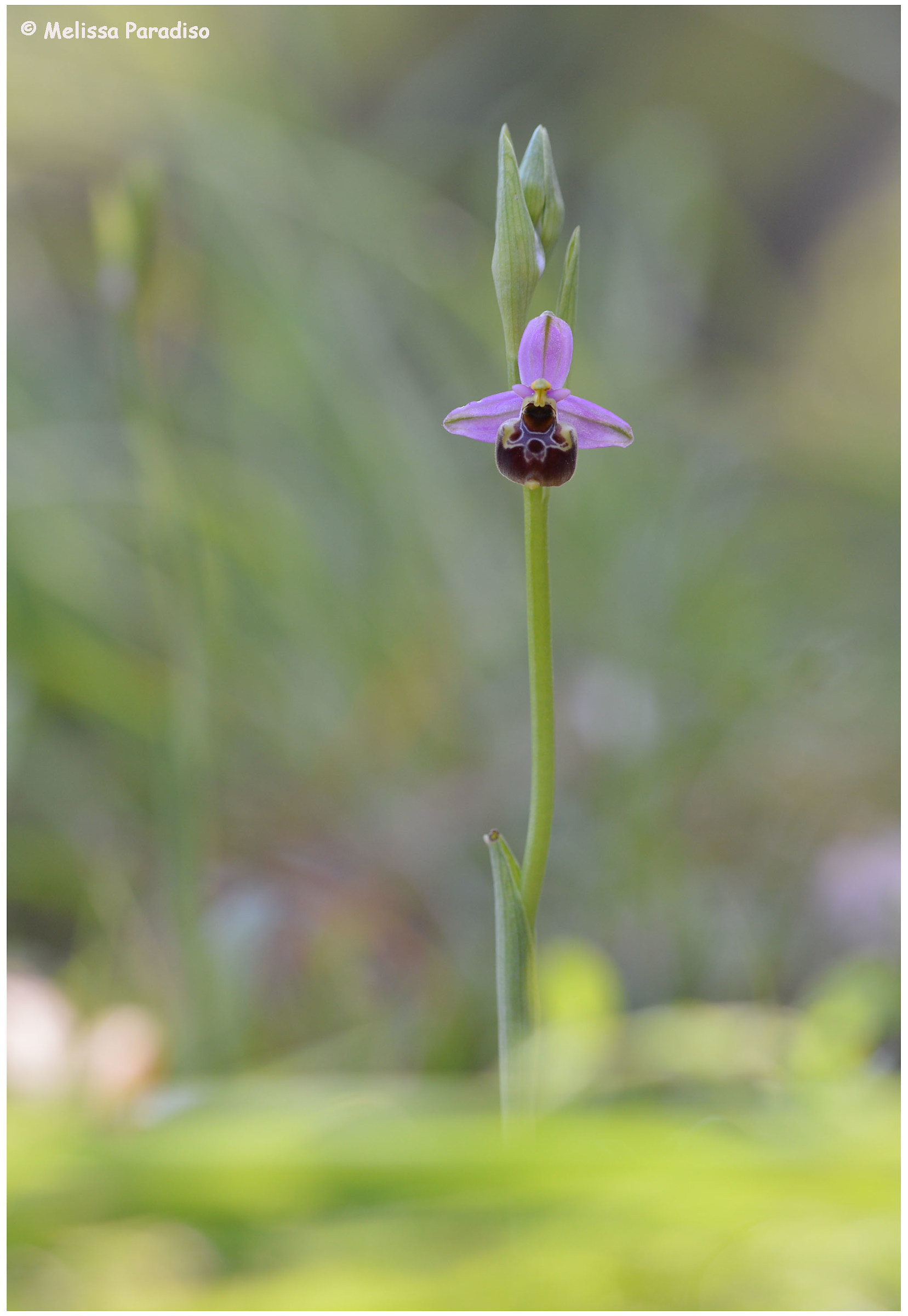 Ophrys holosericea