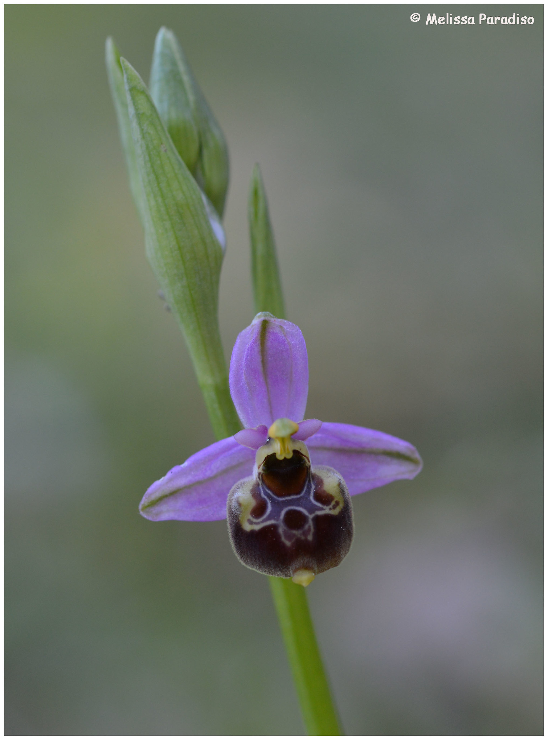 Ophrys holosericea
