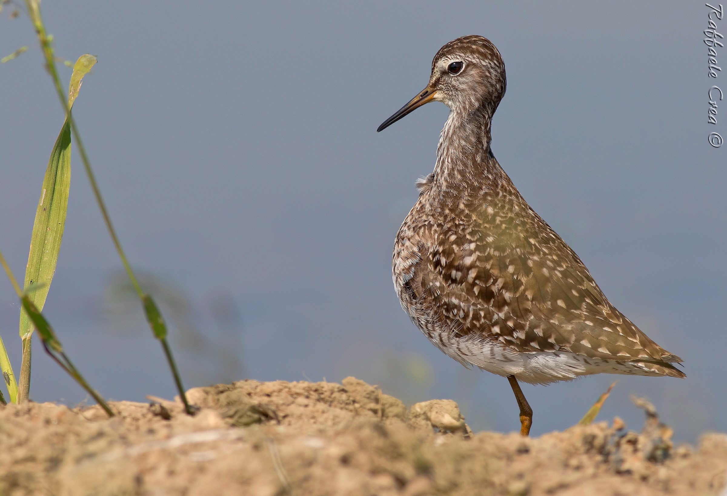 Piro Piro Boschereccio