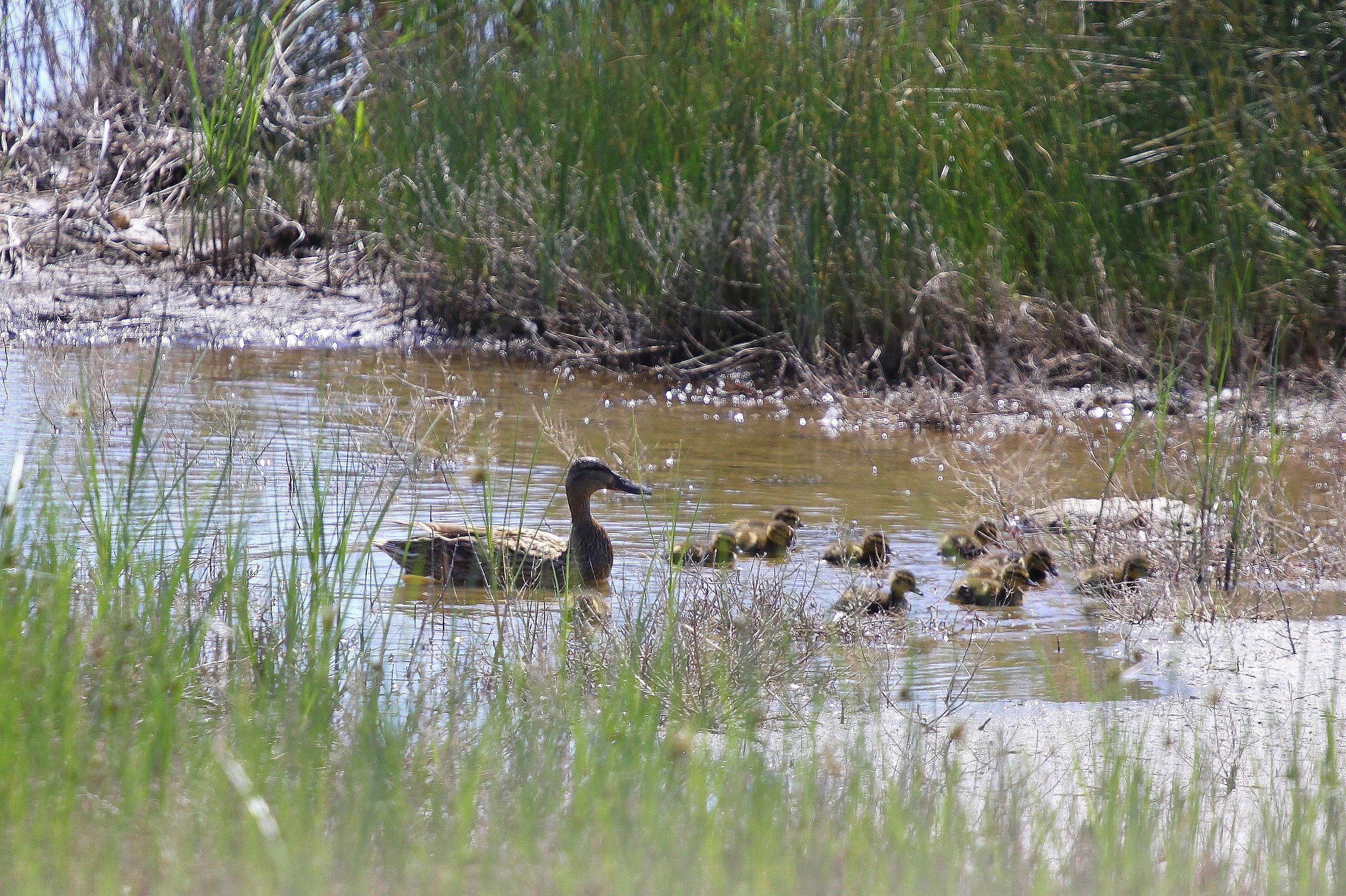 mom garganey