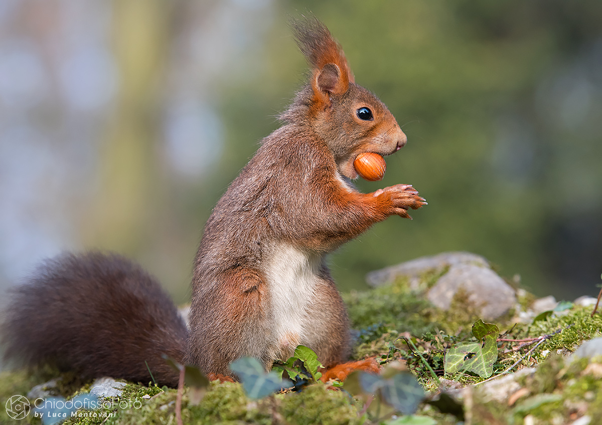 What's better than a nice nutty?