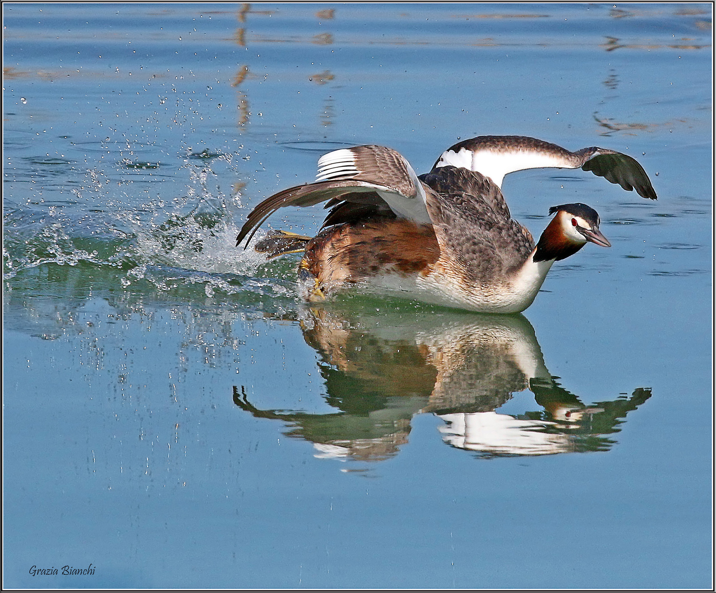 Svasso maggiore - Oasi La Valle - Trasimeno