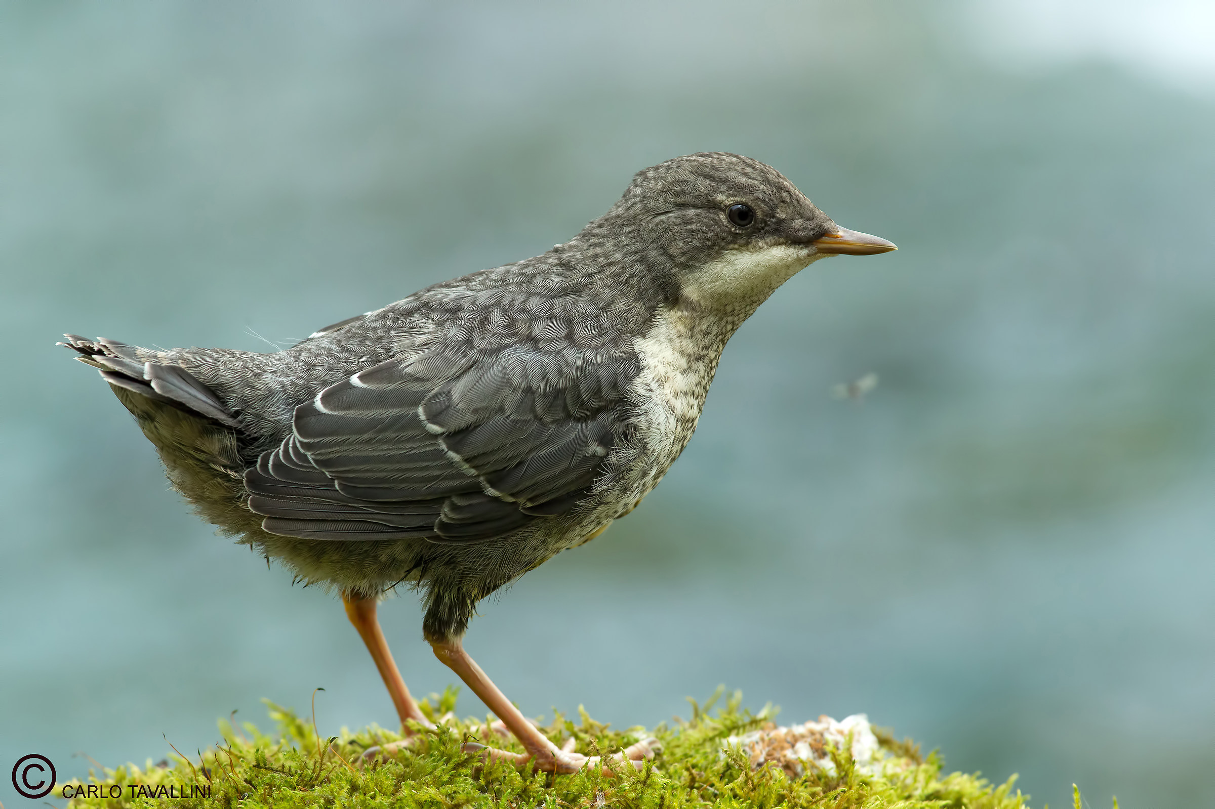 Pullo of acquaiolo no crop