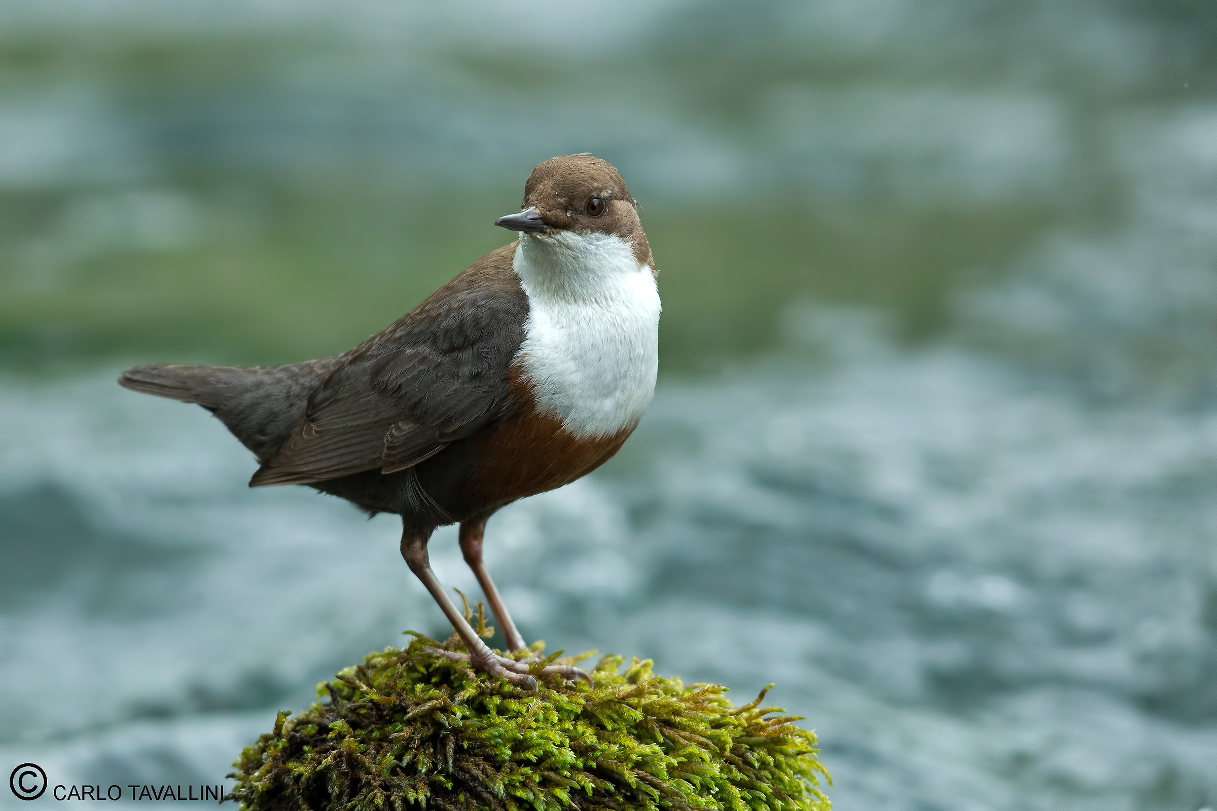 dipper