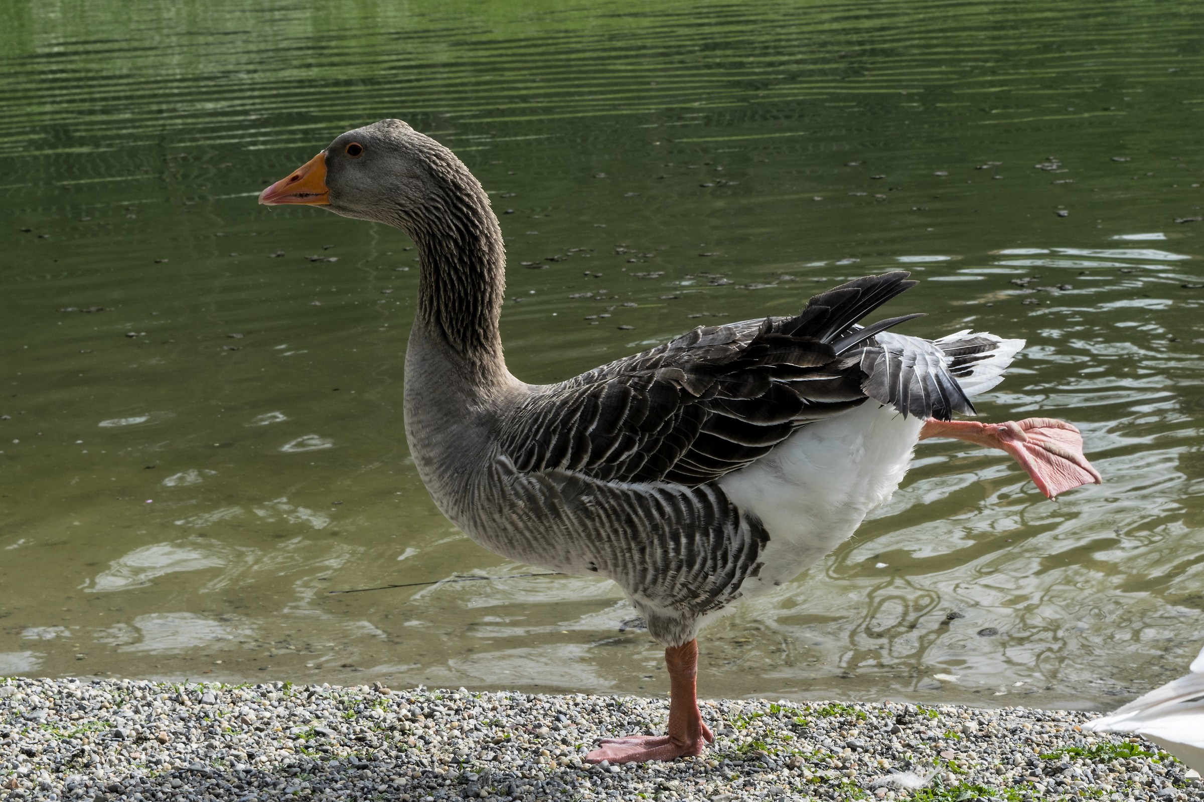 Stretching mattutino