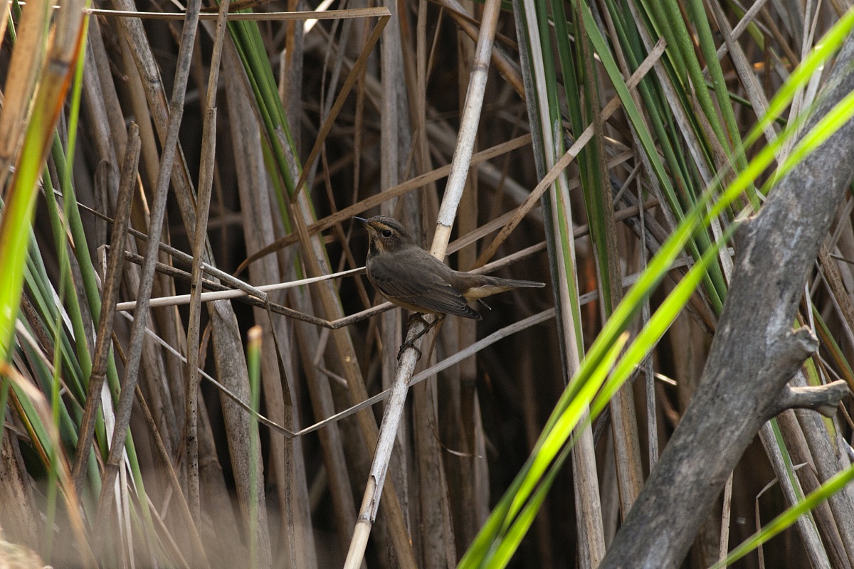 Bluethroat