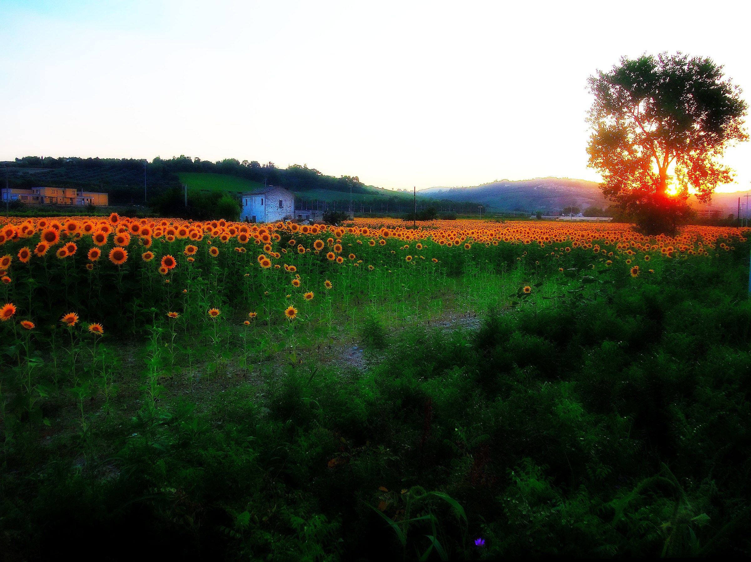 Girasoli al Tramonto