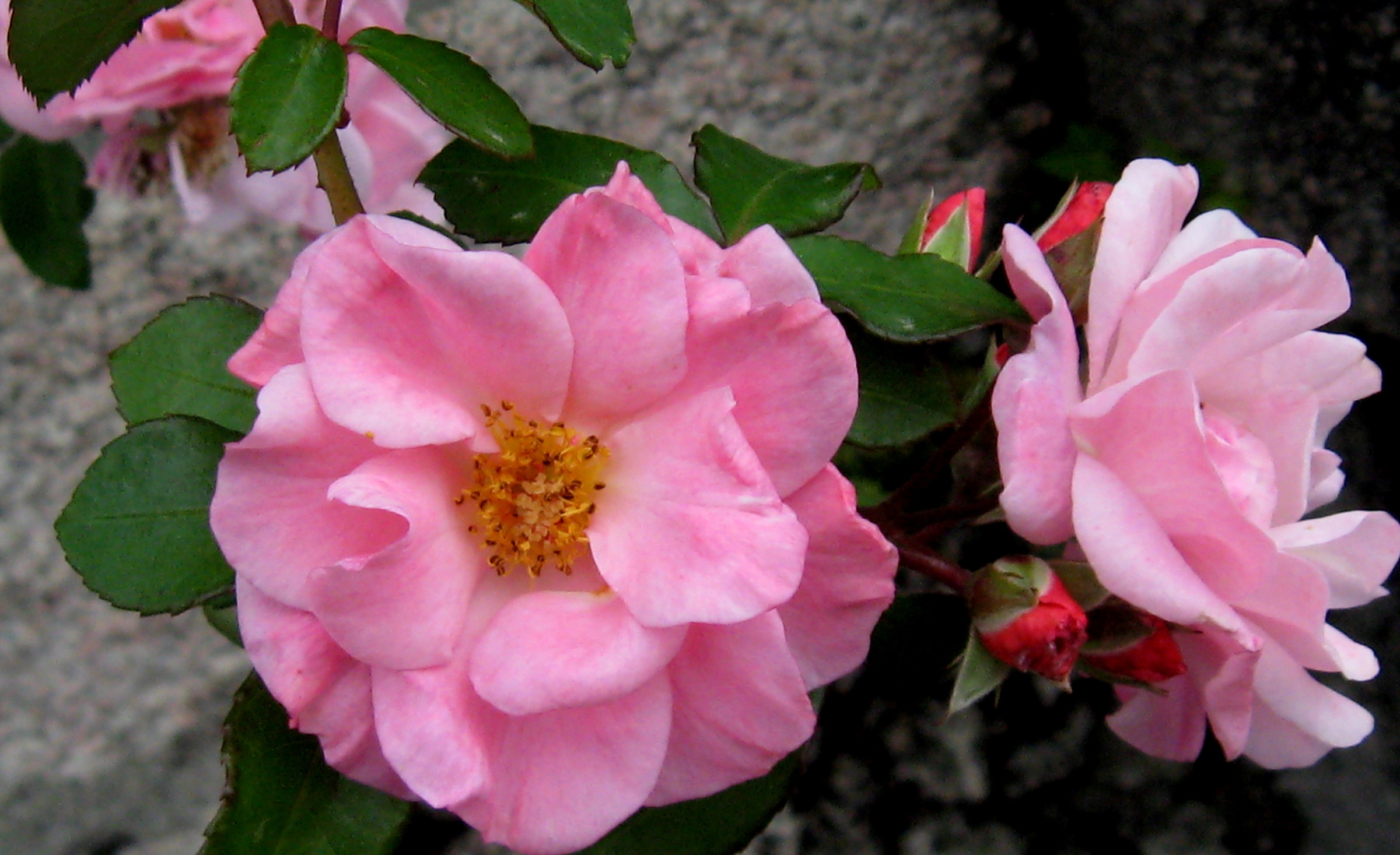 Squad: Perfect Happiness, tenderness, gratitude, to